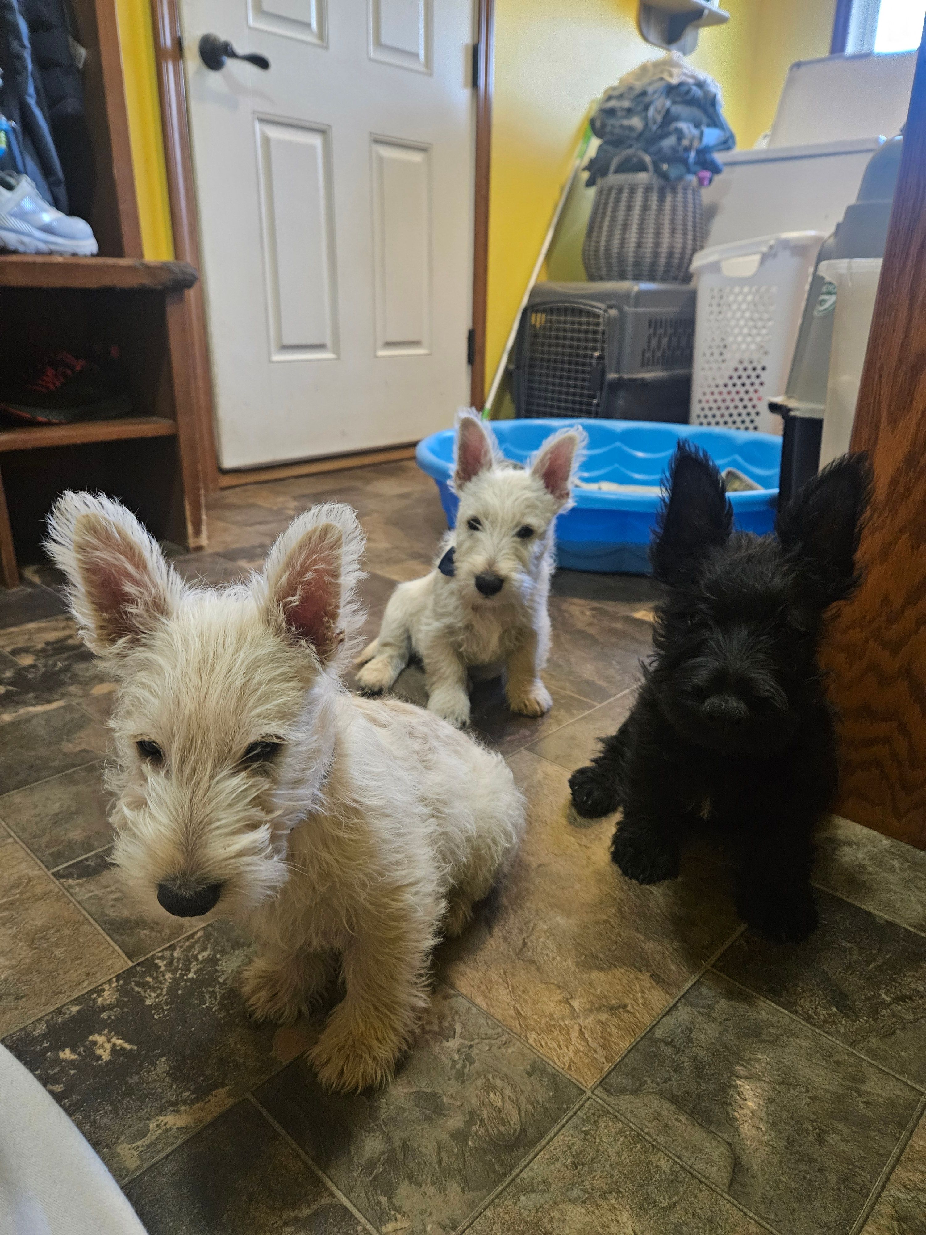Hugo – Scottish Terrier puppy for sale in Wapella, IL