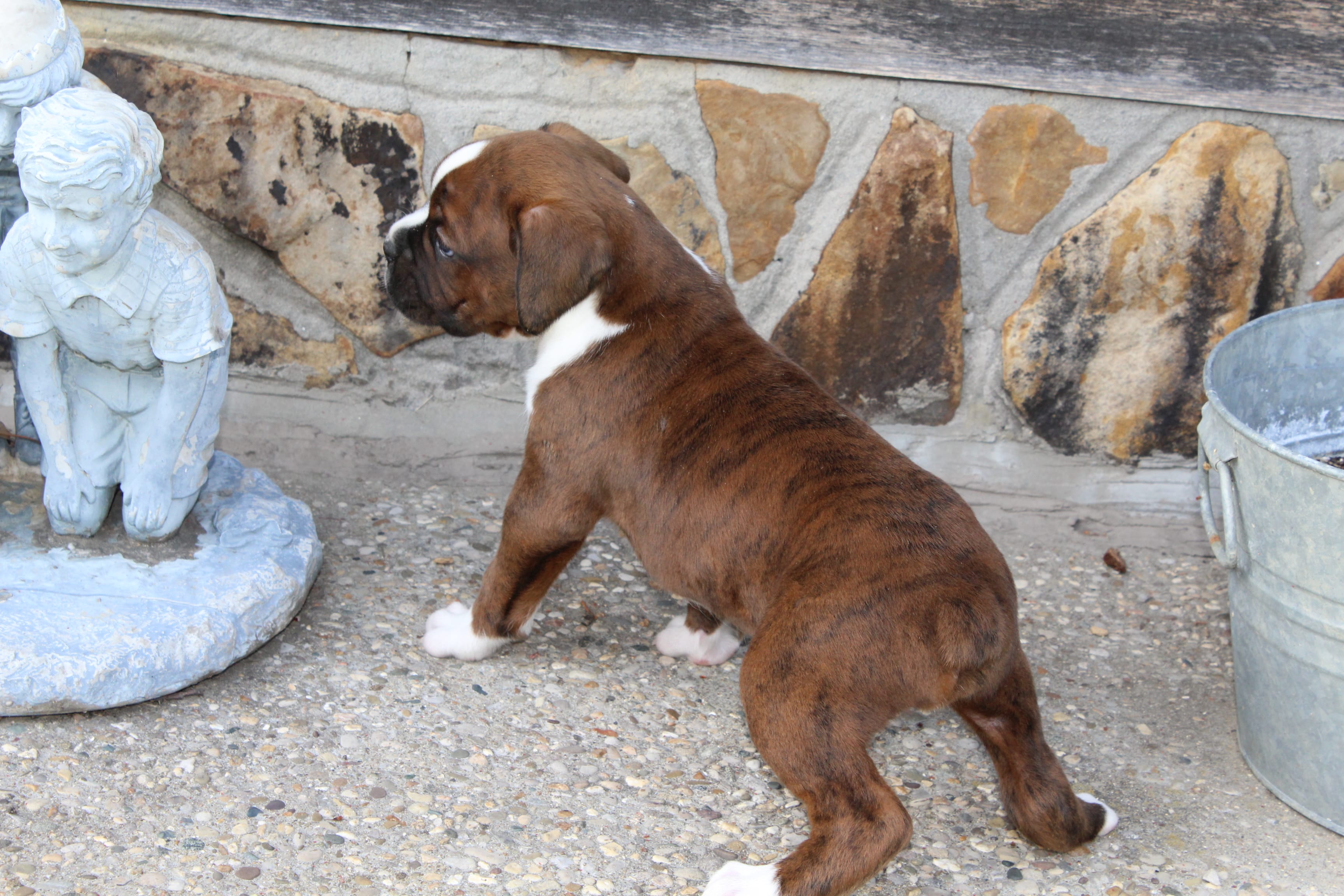 Otis – Boxer puppy for sale in Williamsburg, KY