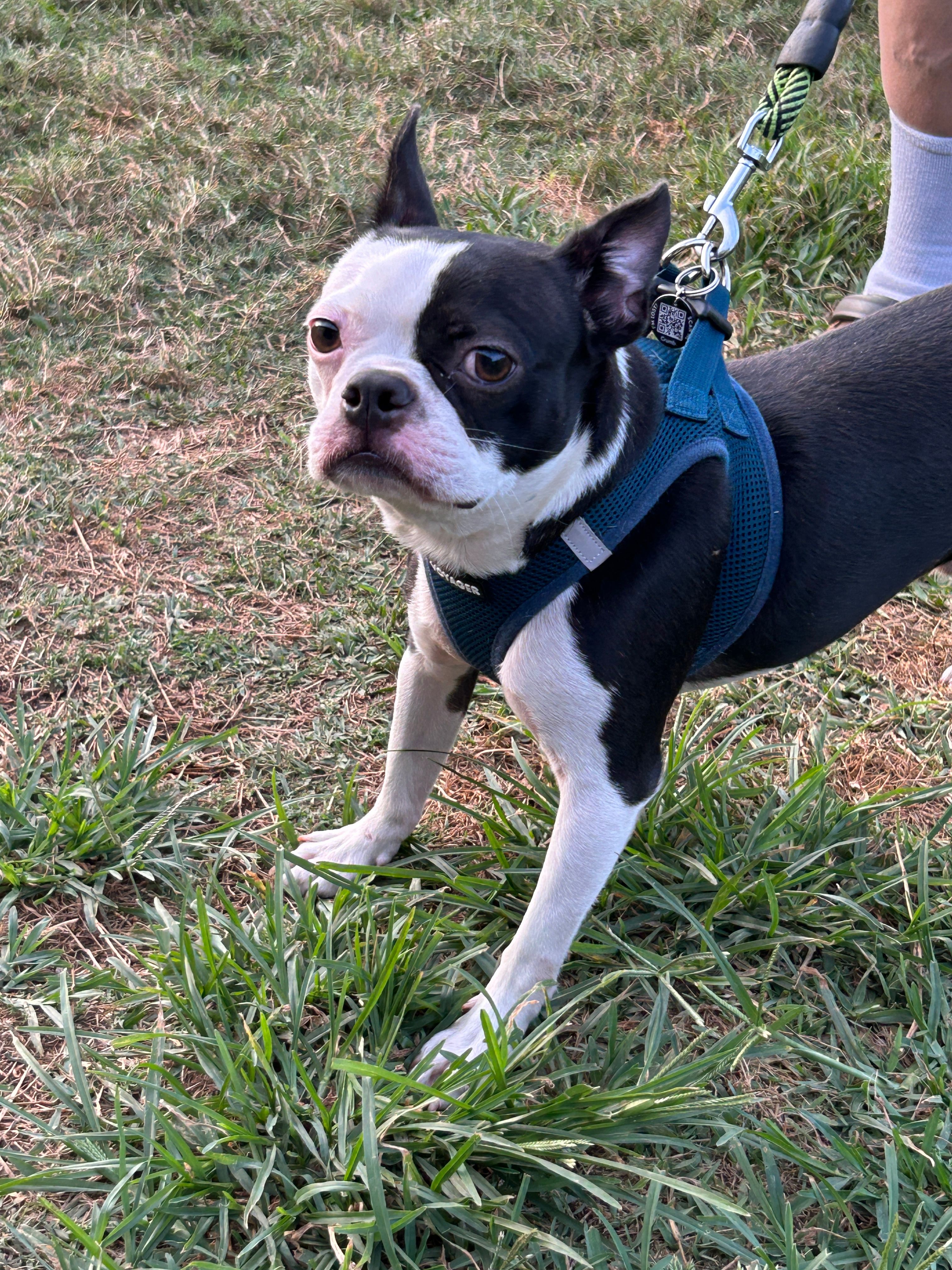 Grinch – Boston Terrier puppy for sale in Ruskin, FL