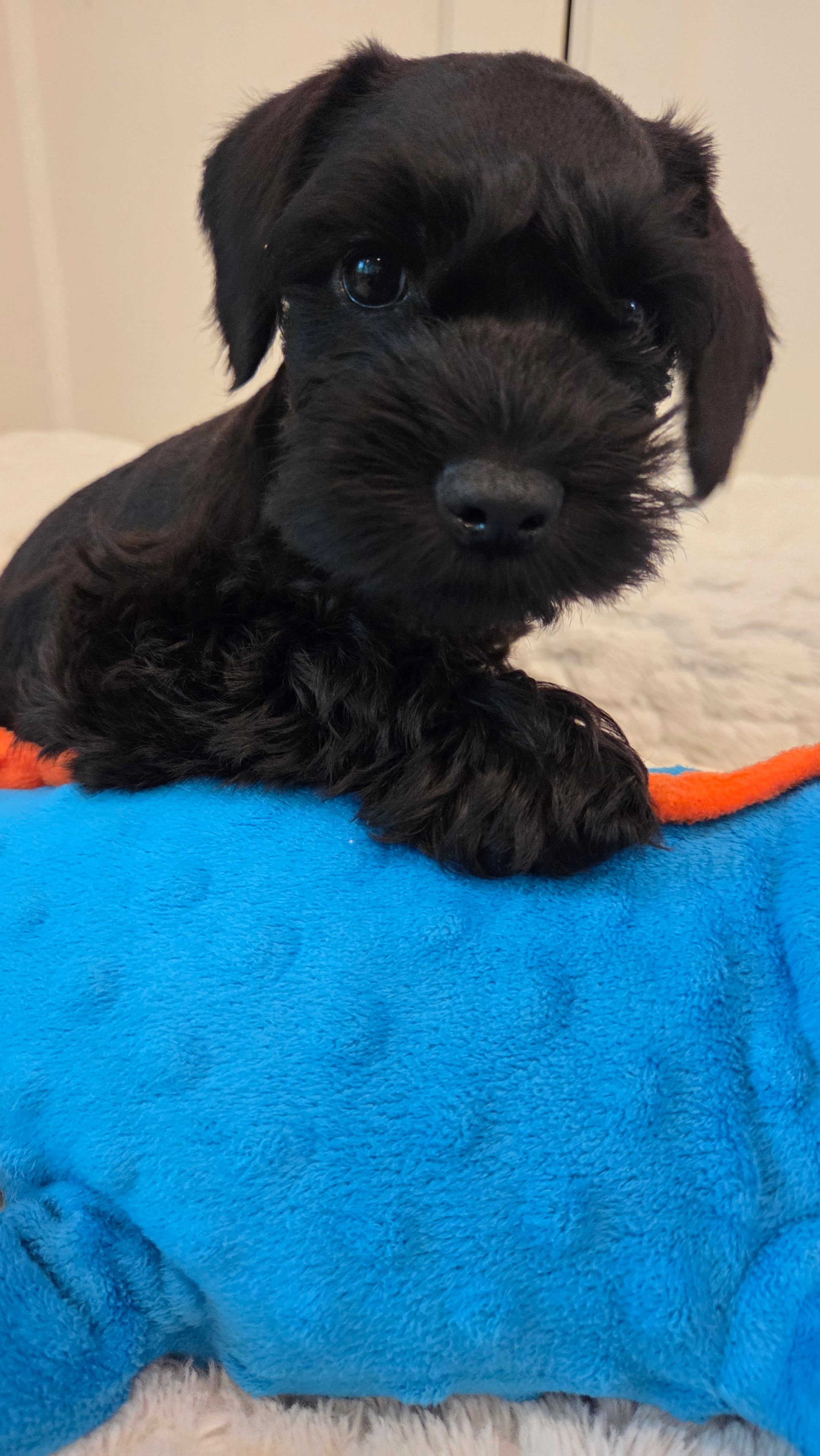 Coal – Miniature Schnauzer puppy for sale in Huntsville, TX
