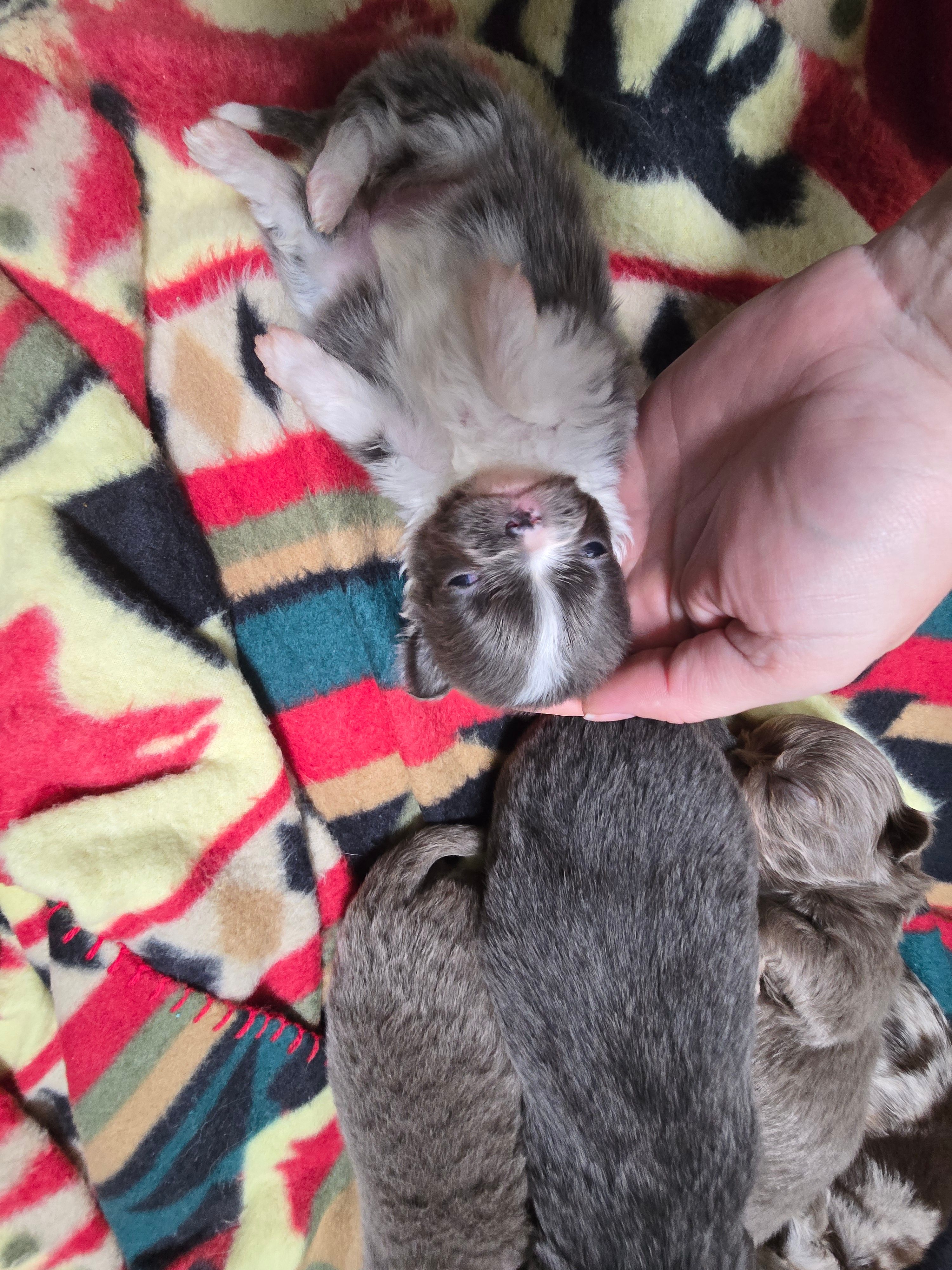 lilly – Chihuahua puppy for sale in Newark Valley, NY