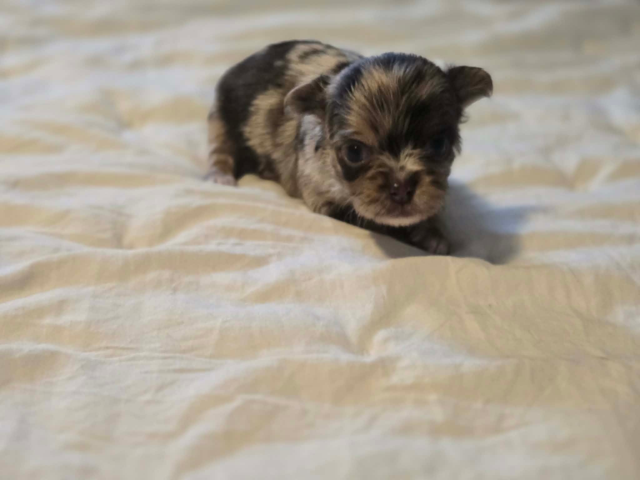 Jones  – Chihuahua puppy for sale in Newark Valley, NY