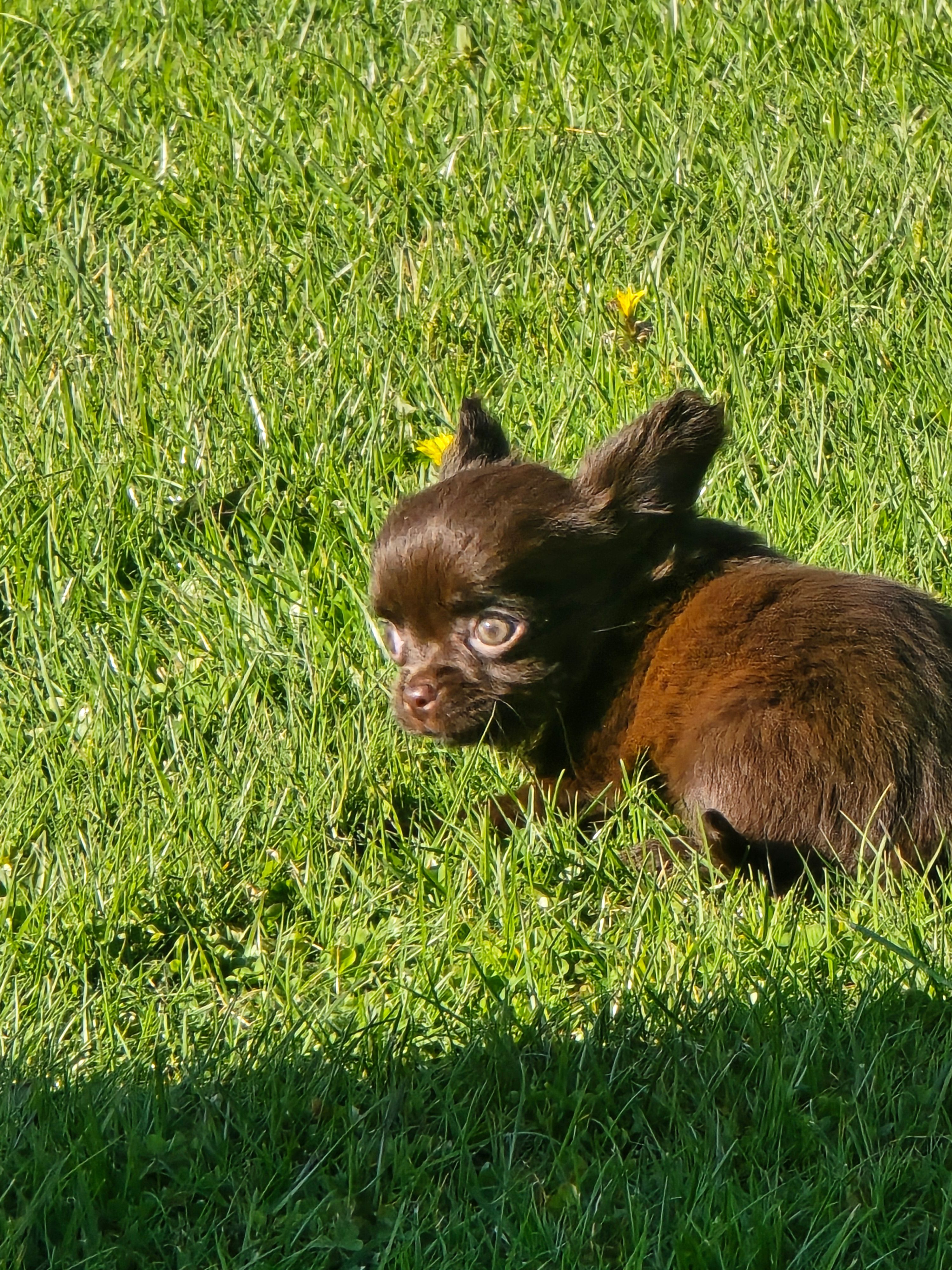 jimmy – Chihuahua puppy for sale in Newark Valley, NY