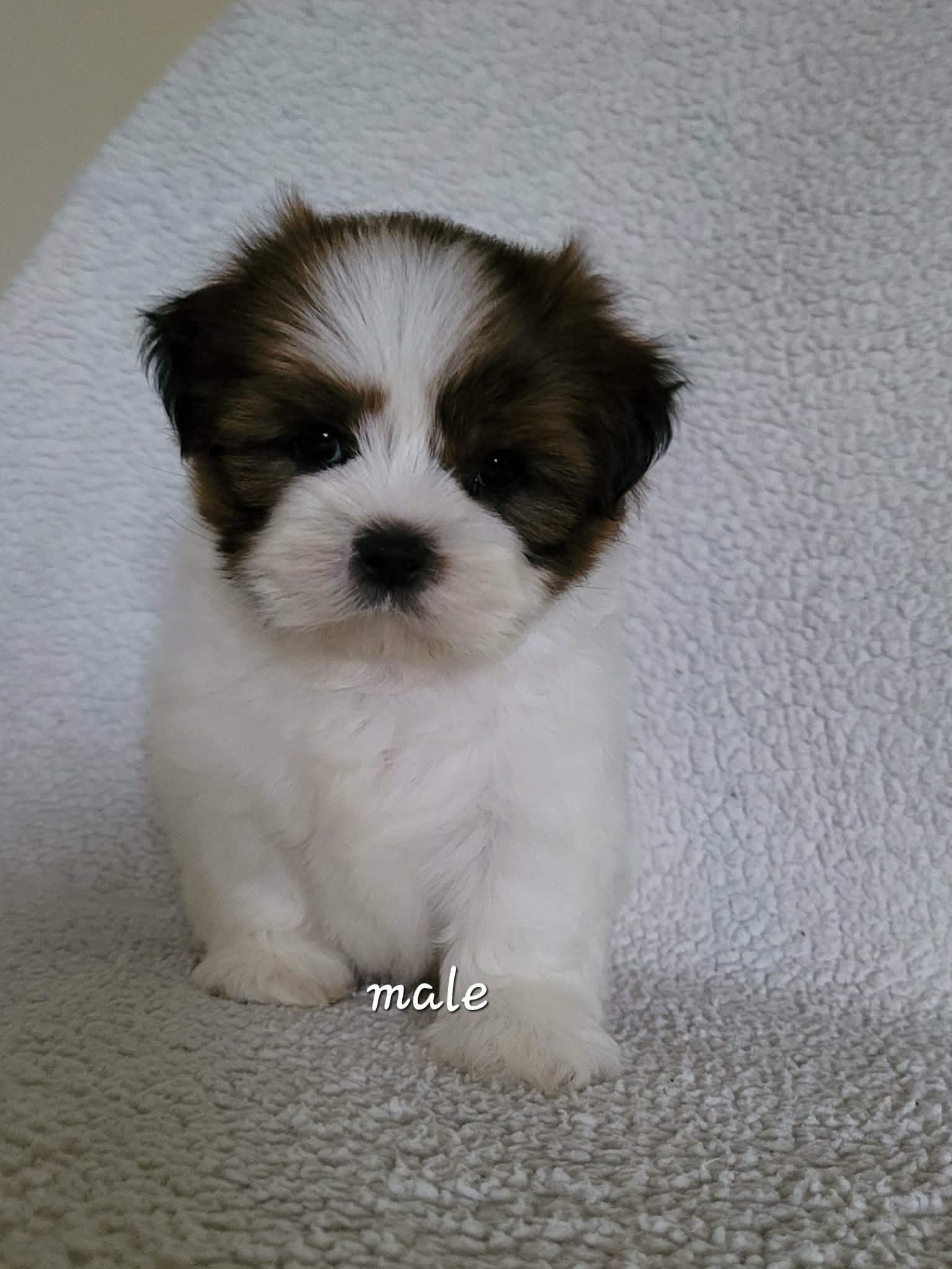 Tomi – Shih Tzu puppy for sale in San Antonio, TX