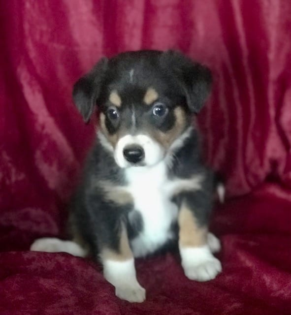 MITSY - MOTHER'S DAY SALE! – Border Collie puppy for sale in Atoka, OK