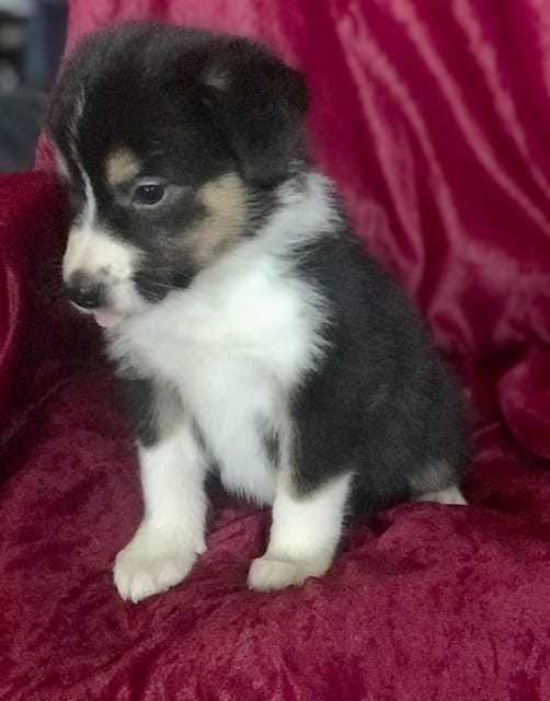 Mary – Border Collie puppy for sale in Atoka, OK