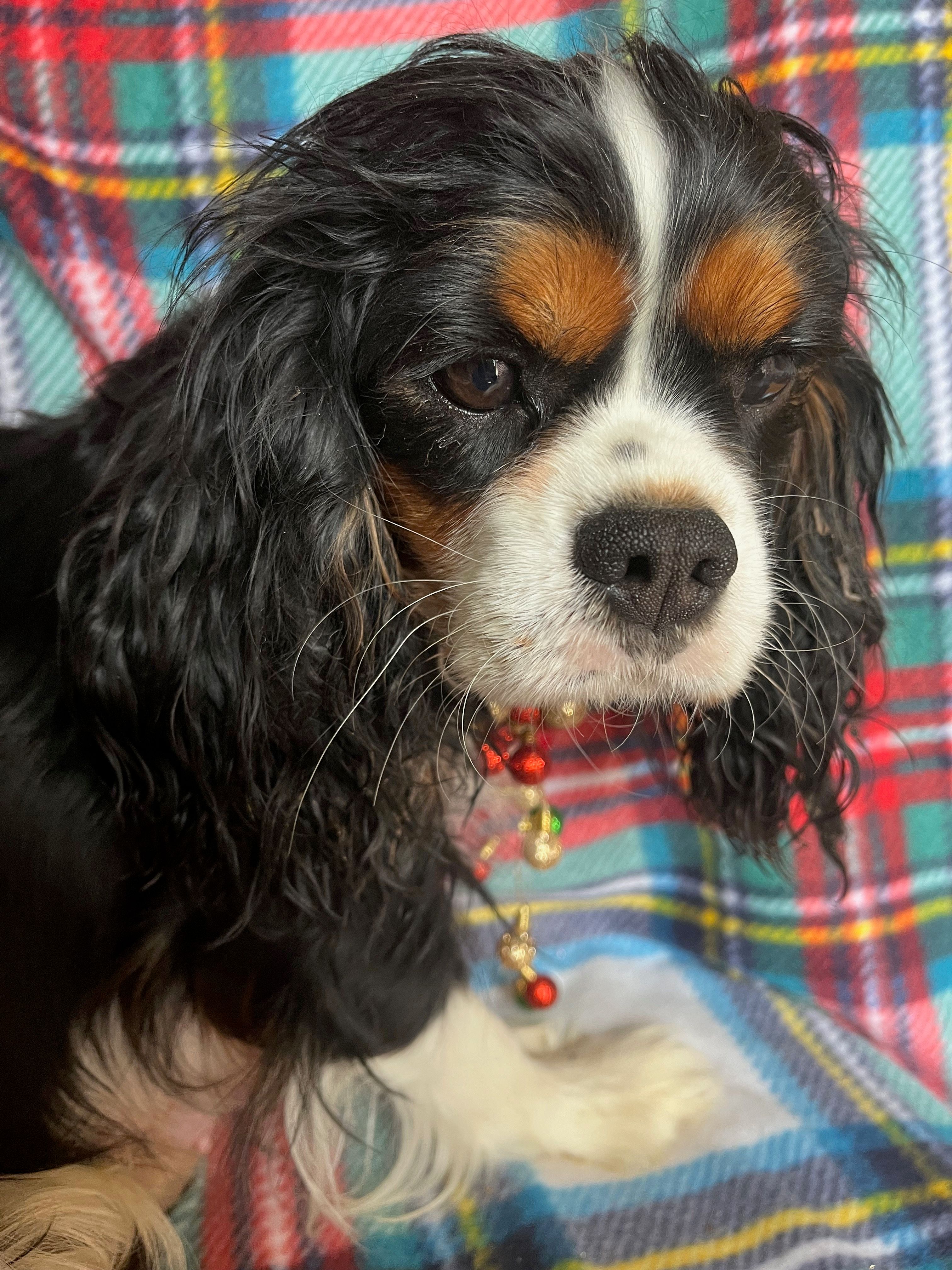 Nora – Cavapoo, Cavalier King Charles Spaniel puppy for sale in Fort Collins, CO