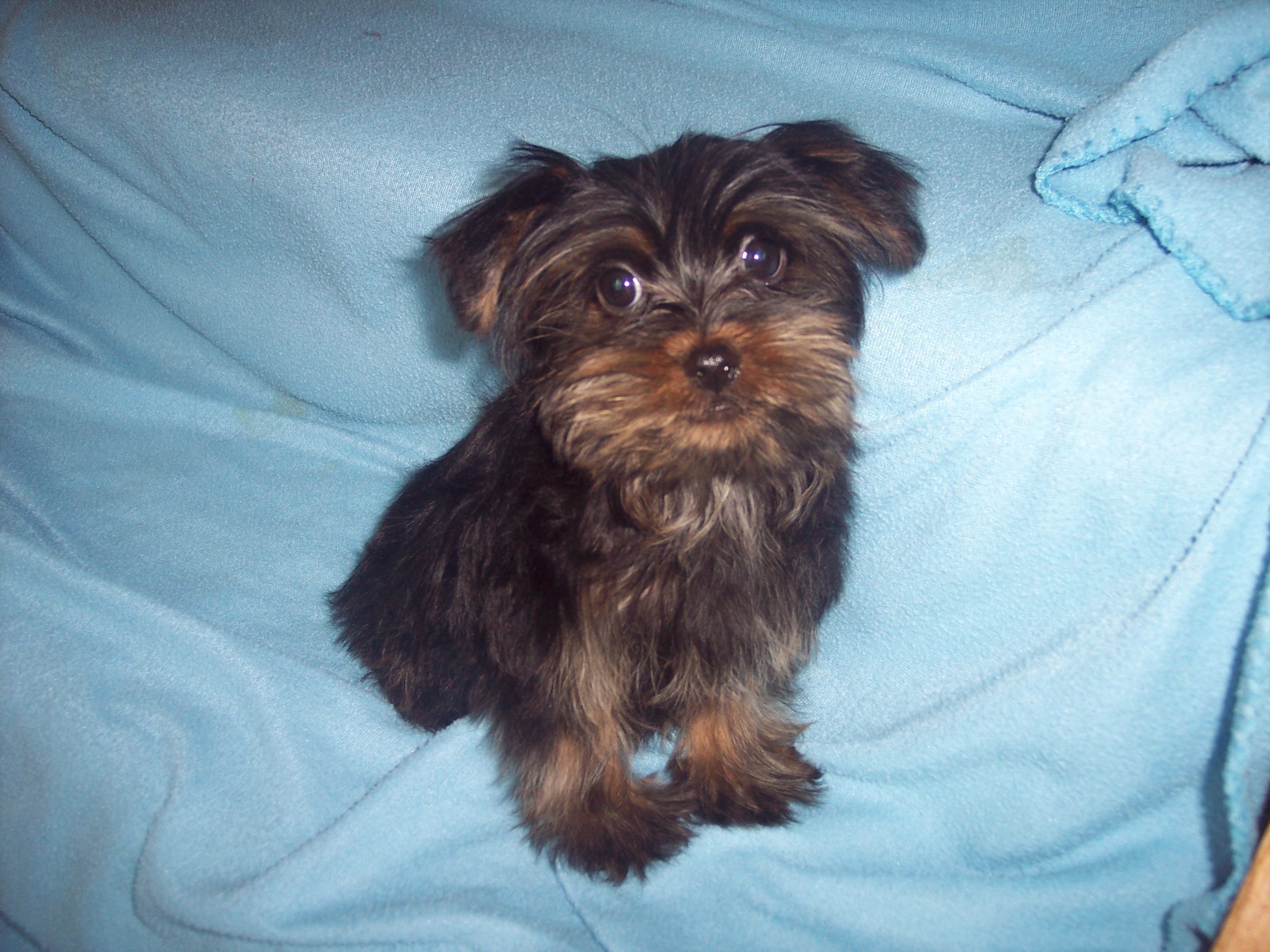 ALVIN  – Yorkshire Terrier puppy for sale in Gresham, WI