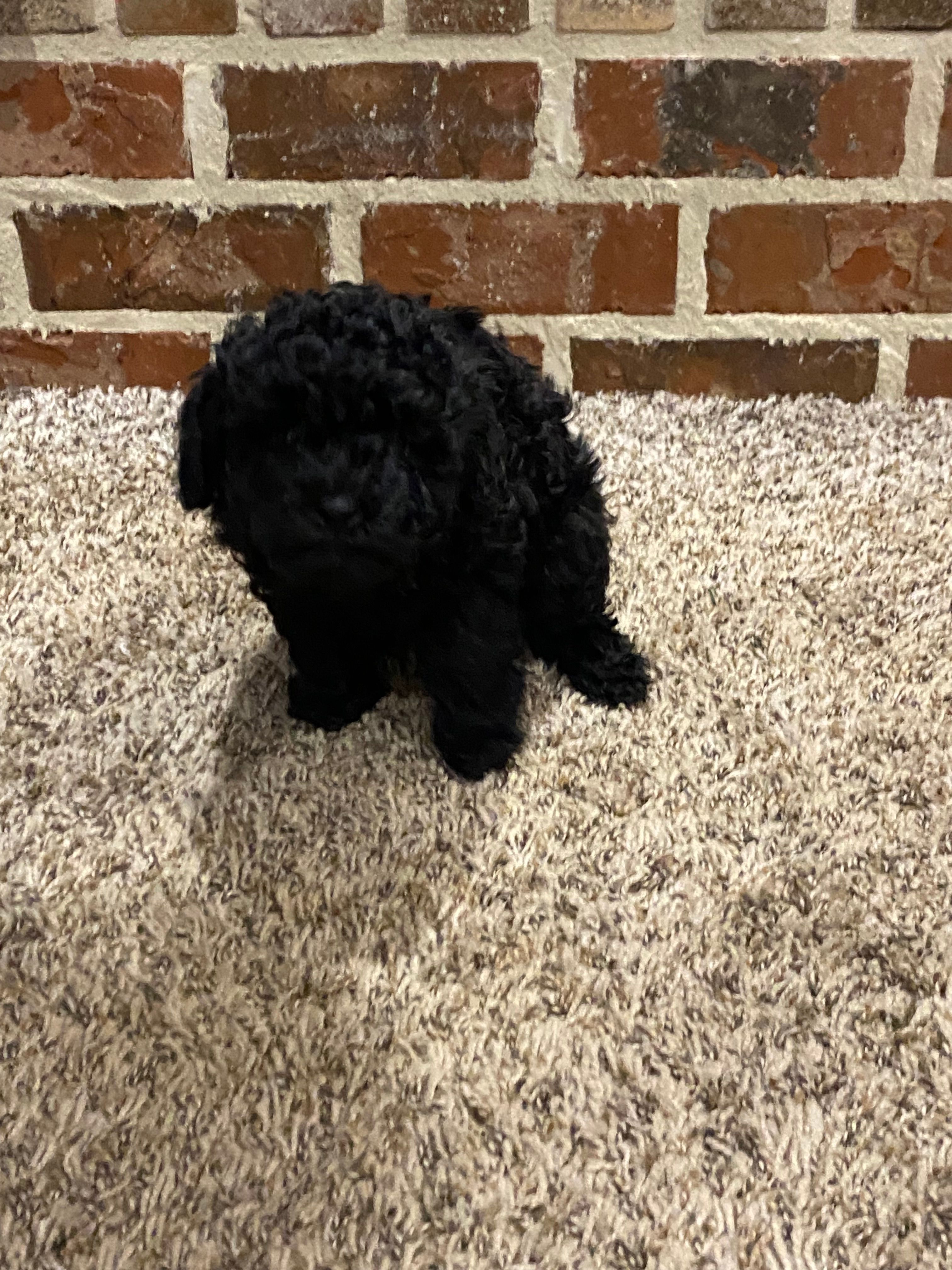 Remi girl – Poodle - Toy  puppy for sale in Covington, LA