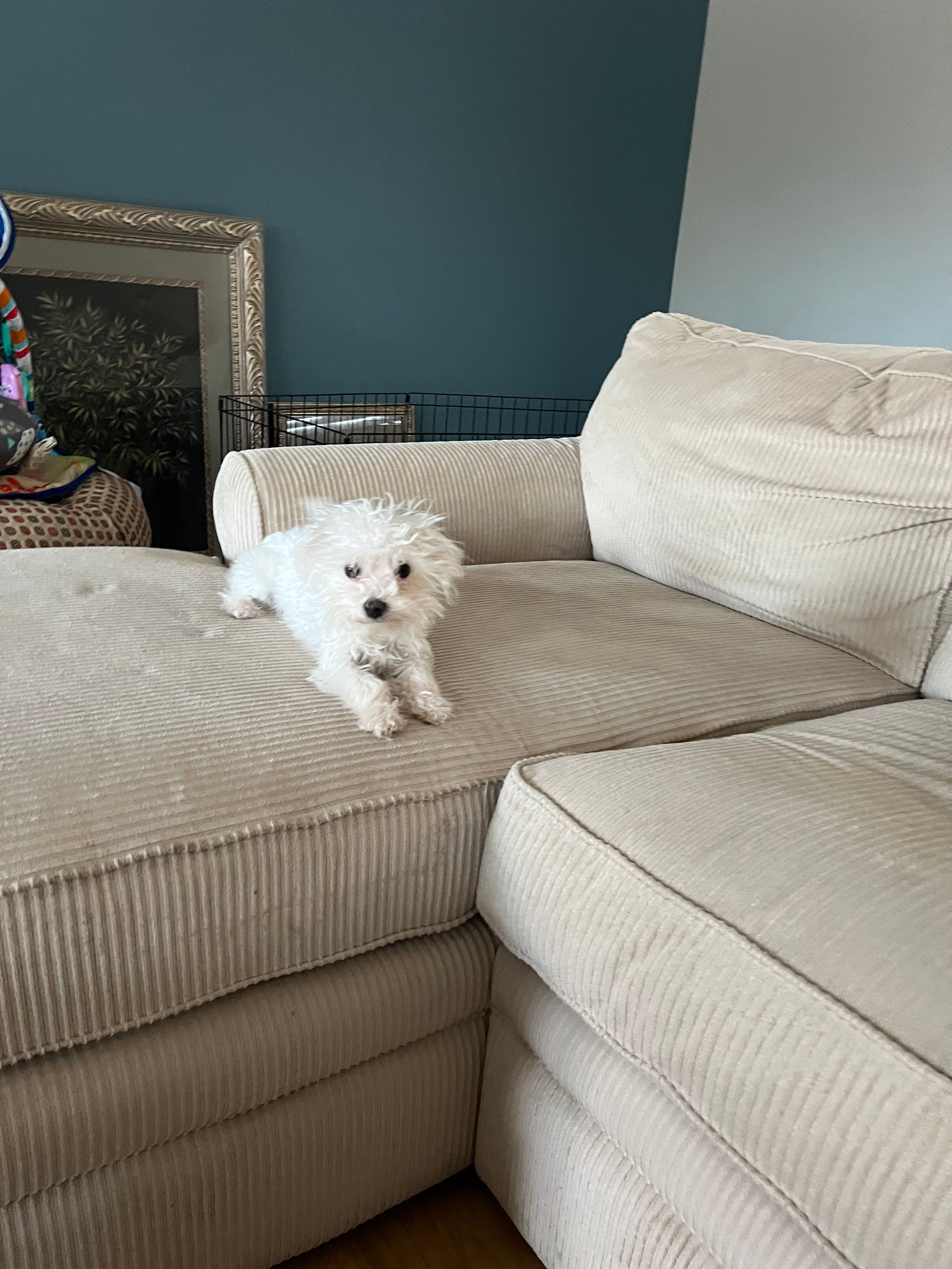 Morkie Boy  – Morkie puppy for sale in Imperial, MO