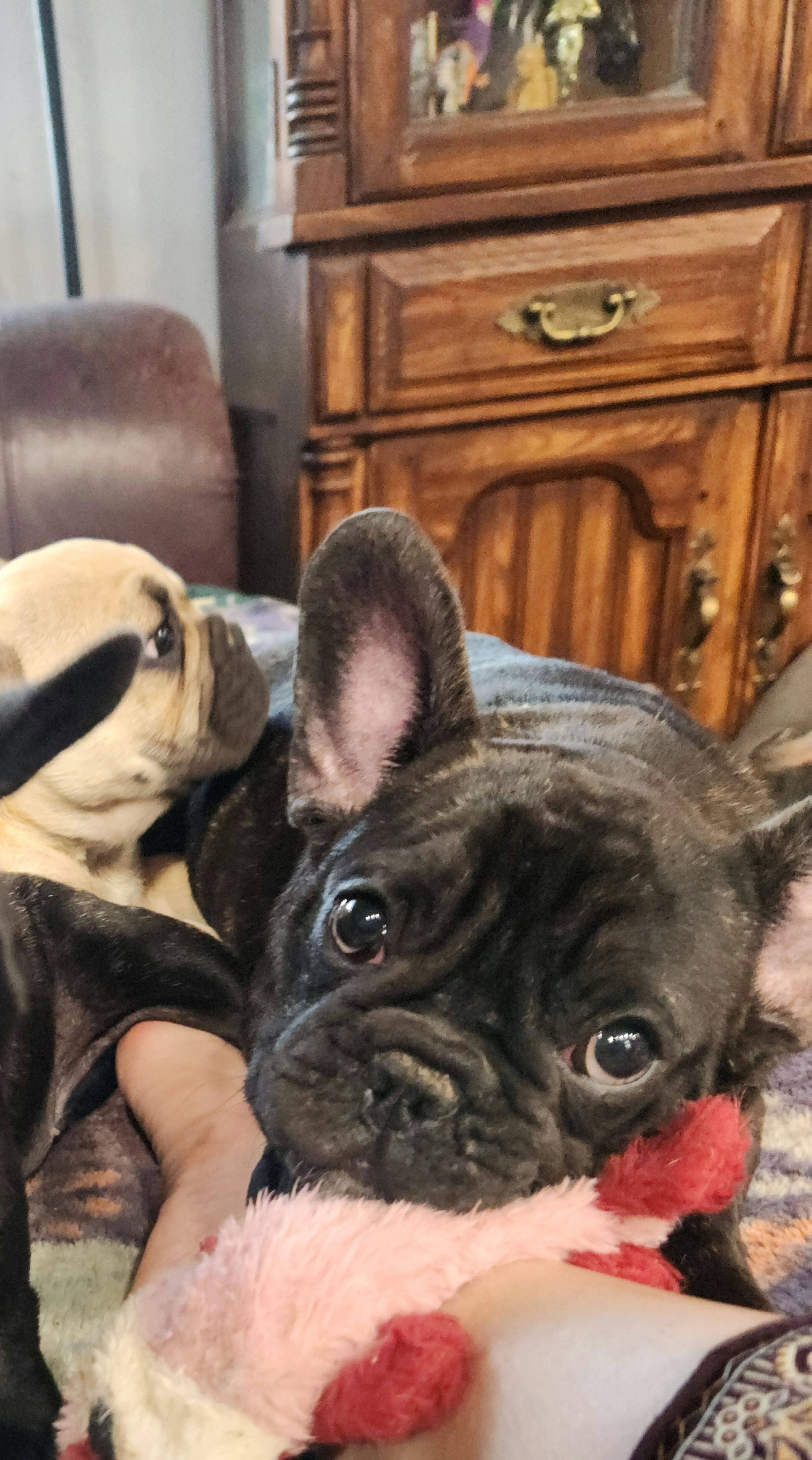 Titus  – French Bulldog puppy for sale in Townsend, MT