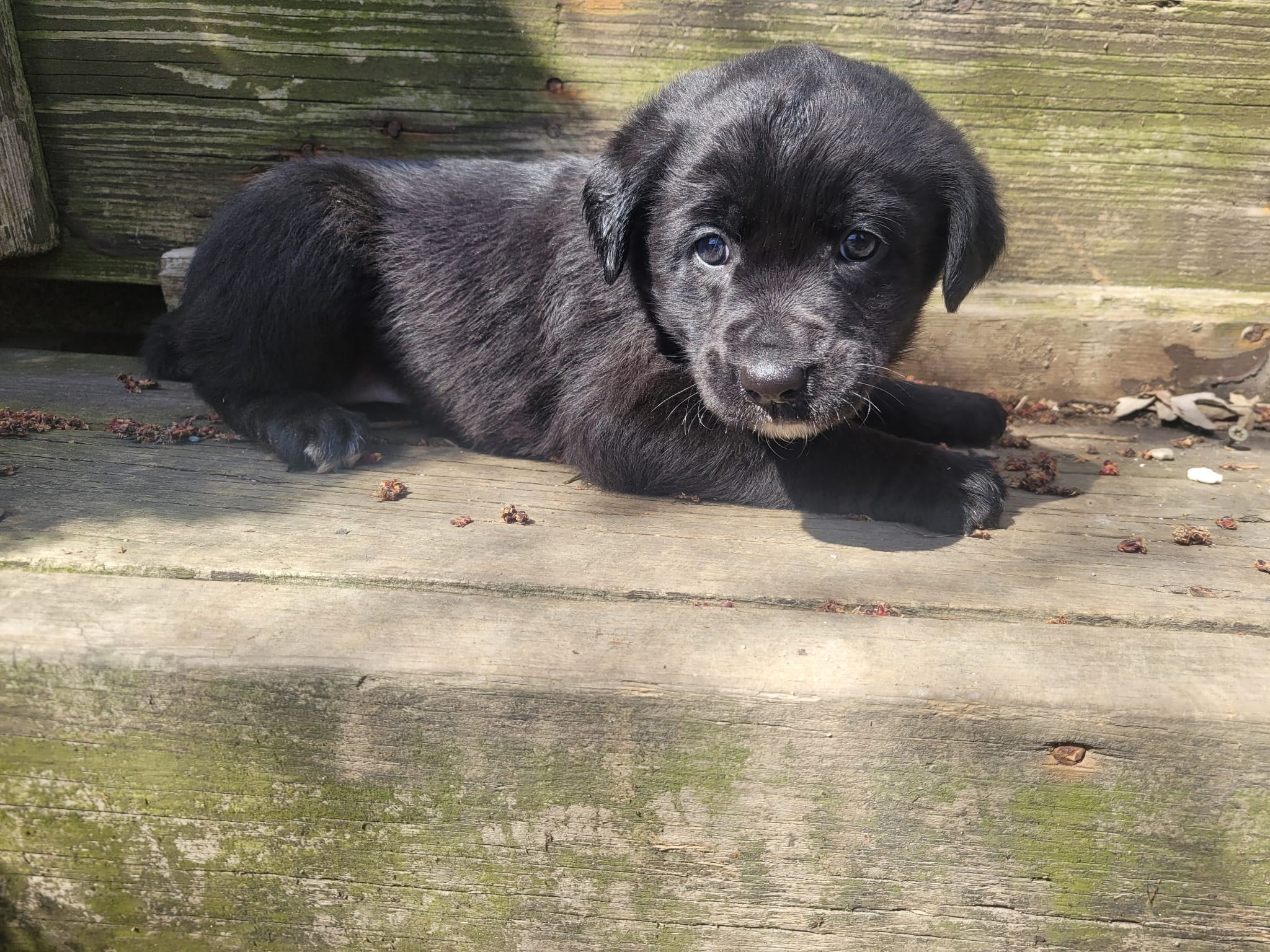 Jackie – Golden Retriever, Labrador Retriever puppy for sale in Inkster, MI