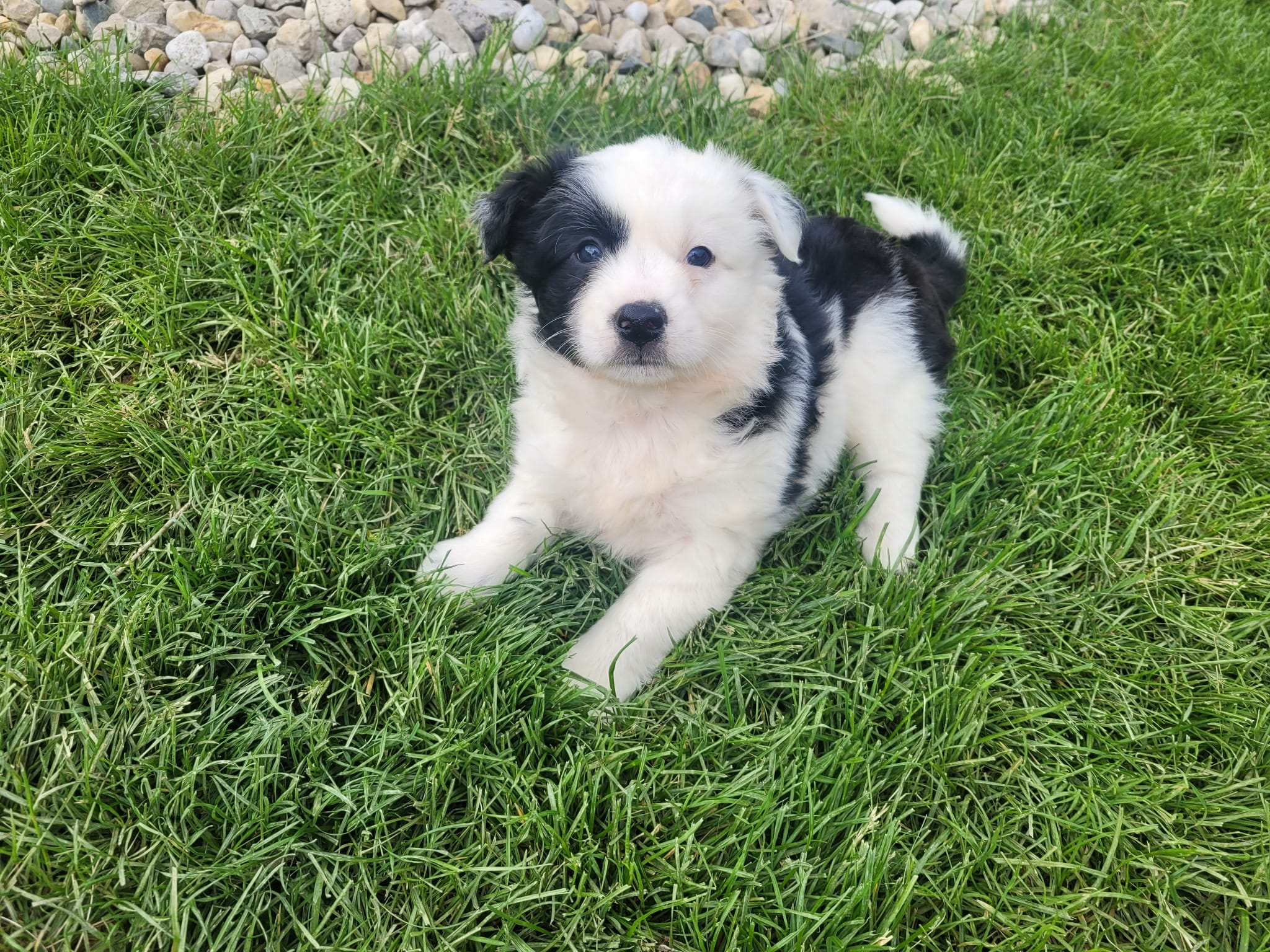 Kim – Miniature Australian Shepherd puppy for sale in Inkster, MI