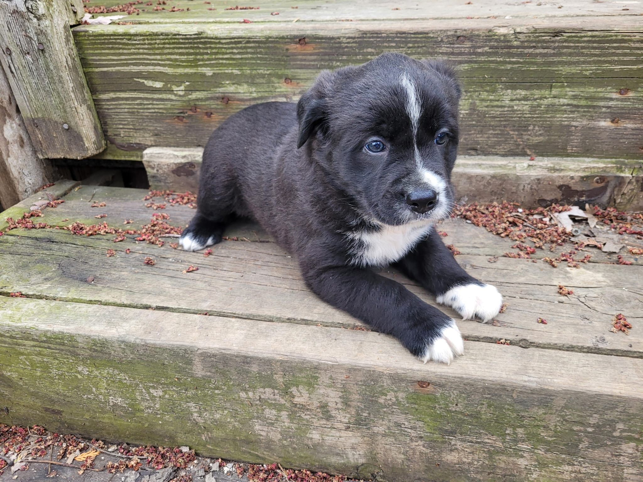 Daisy  – Golden Retriever, Labrador Retriever puppy for sale in Inkster, MI