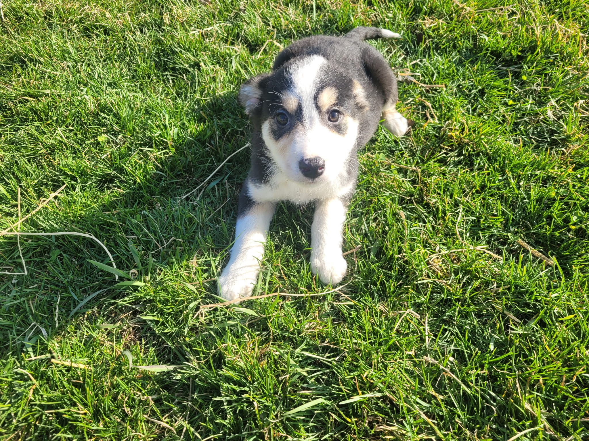 Jackie – Border Collie, German Shepherd Dog puppy for sale in Inkster, MI