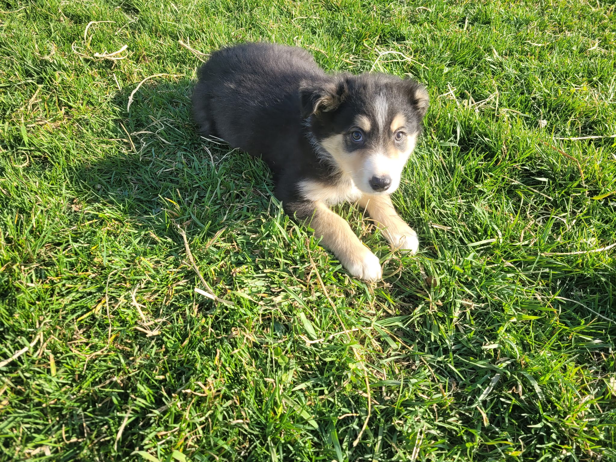 Ram – Border Collie, German Shepherd Dog puppy for sale in Inkster, MI