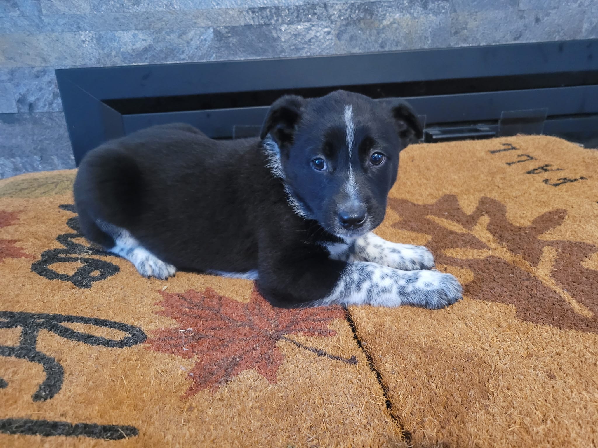 Jason – Australian Cattle Dog puppy for sale in Inkster, MI