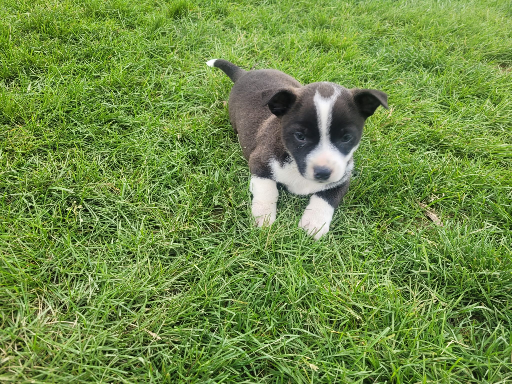 Max – Australian Shepherd puppy for sale in Inkster, MI