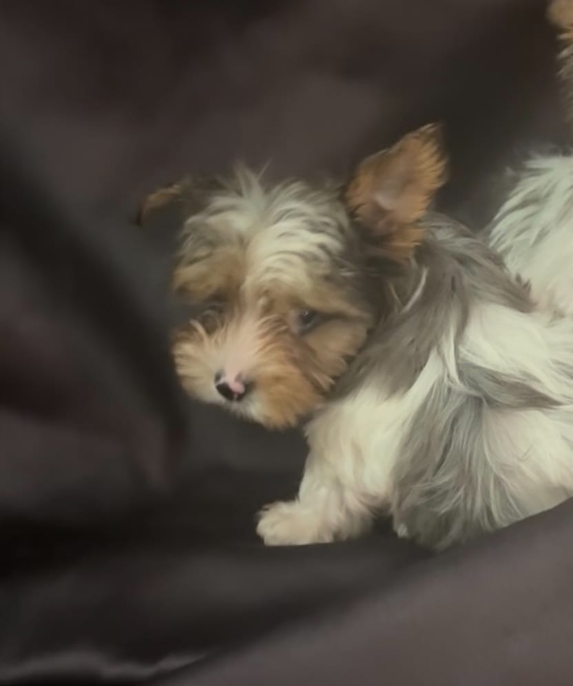 Female parti blue merle  – Yorkshire Terrier puppy for sale in Las Vegas, NV