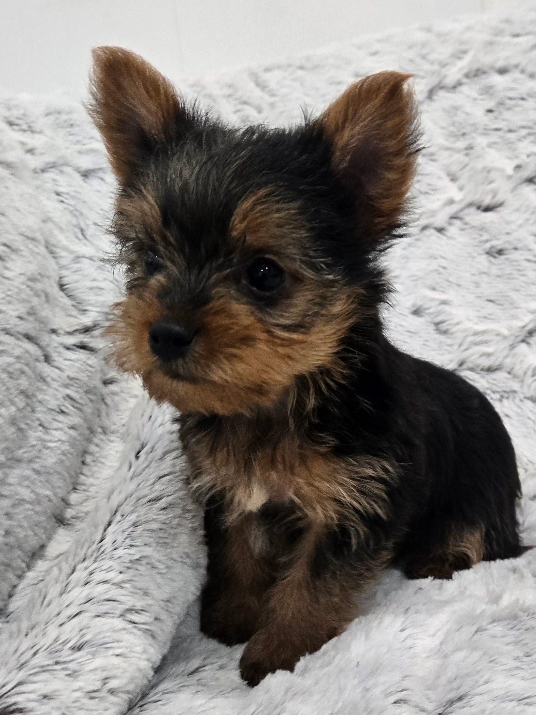 Opal  – Yorkshire Terrier puppy for sale in Fredericksburg, OH