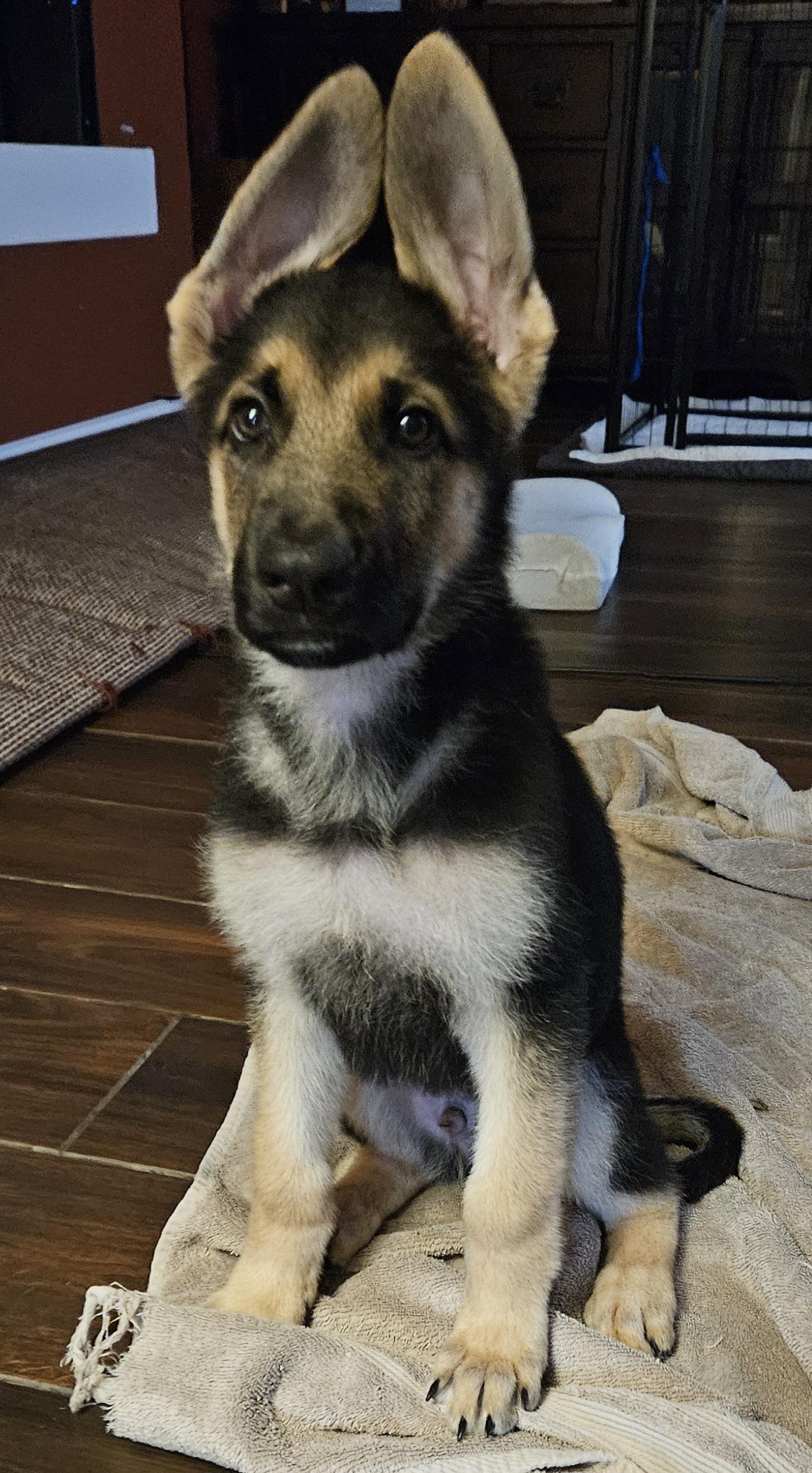 Light Green boy – German Shepherd Dog puppy for sale in Radcliff, KY