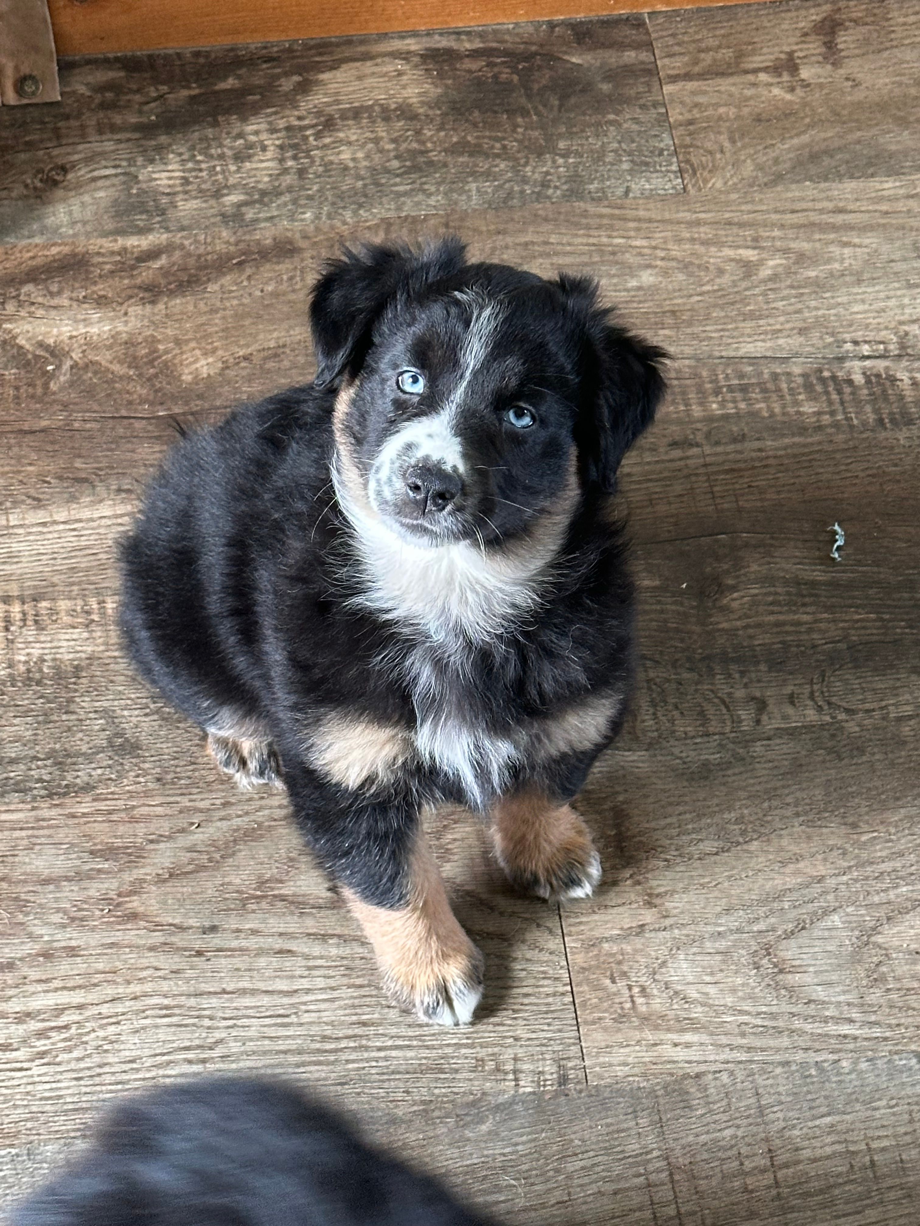 Lucy – Miniature Australian Shepherd puppy for sale in Sparta, WI