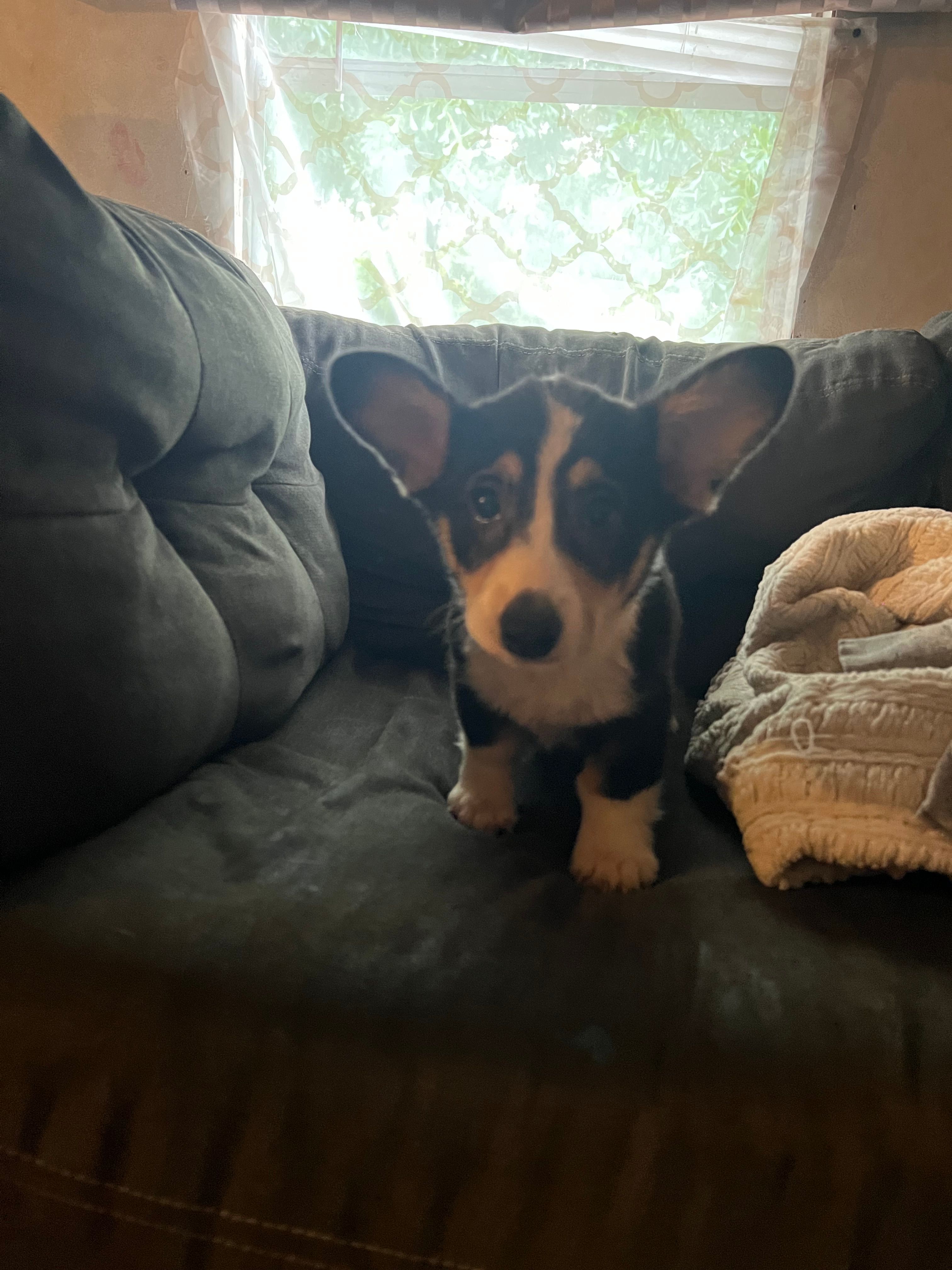 Chucky – Cardigan Welsh Corgi puppy for sale in Picayune, MS