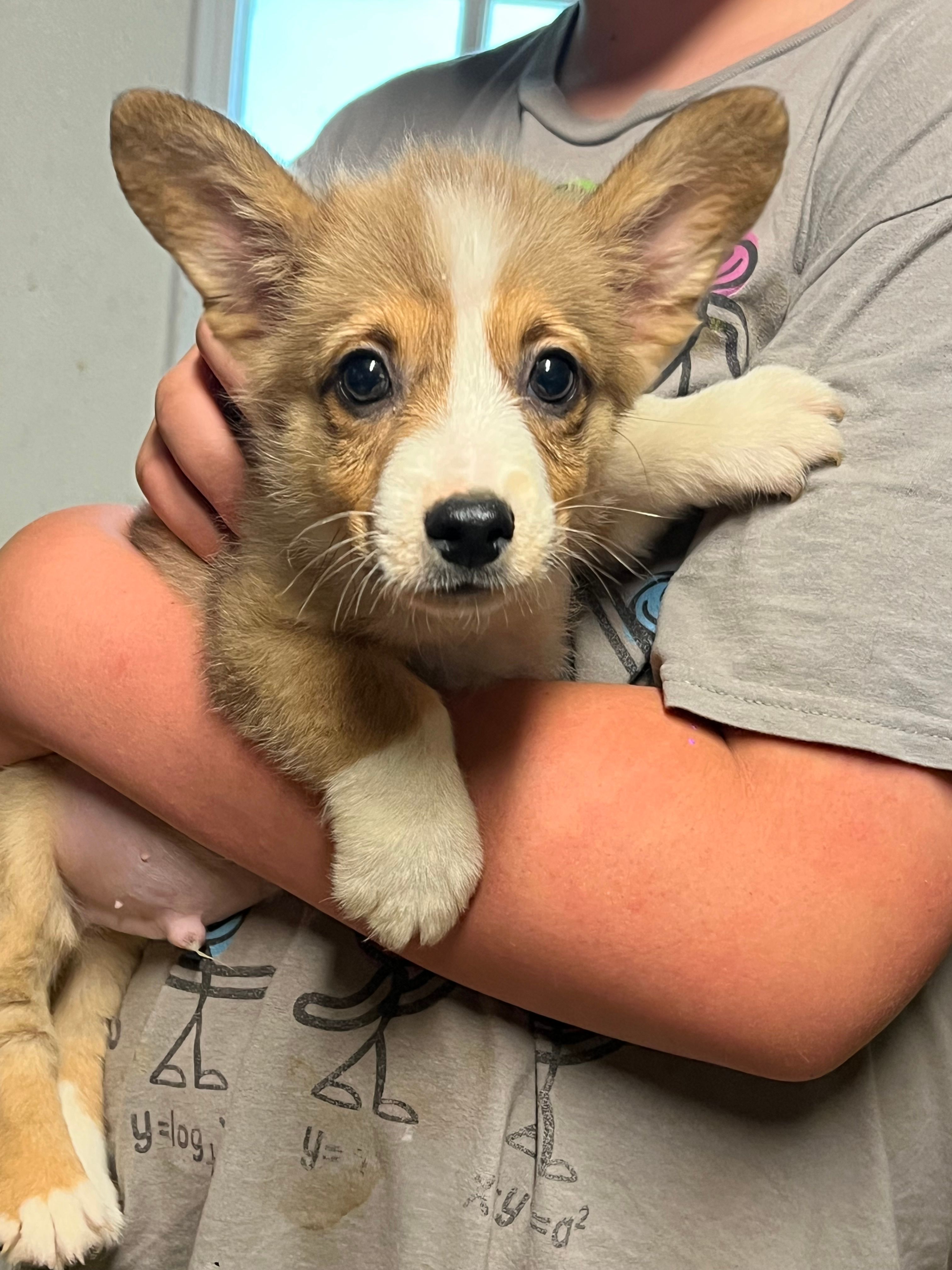 Riley  – Pembroke Welsh Corgi puppy for sale in Picayune, MS