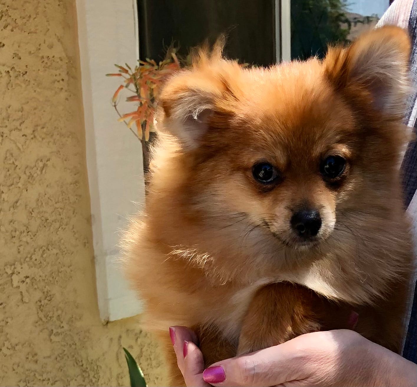 AKC male – Pomeranian puppy for sale in Lancaster, CA