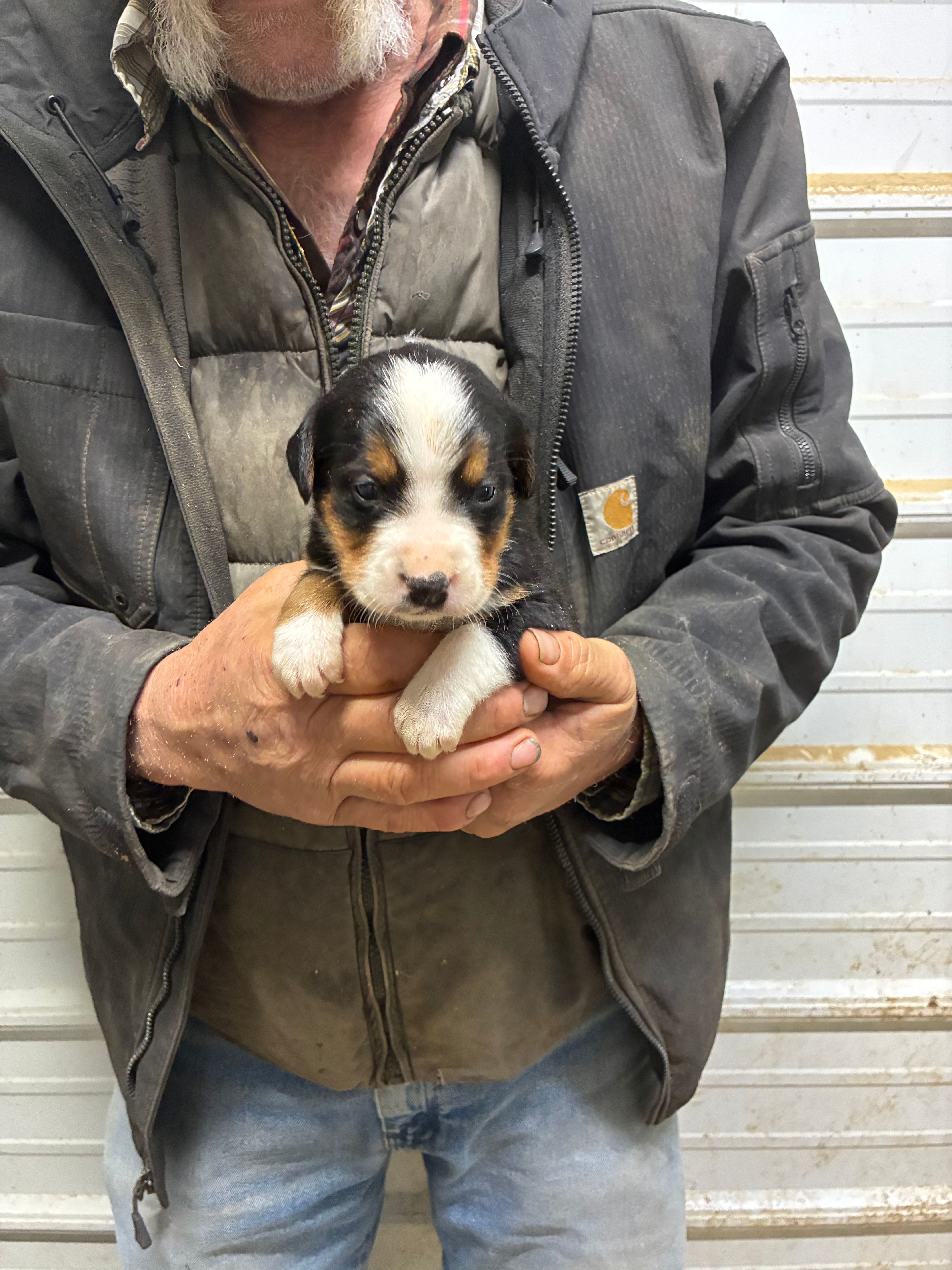 George – Border Collie, Bernese Mountain Dog puppy for sale in Chetek, WI