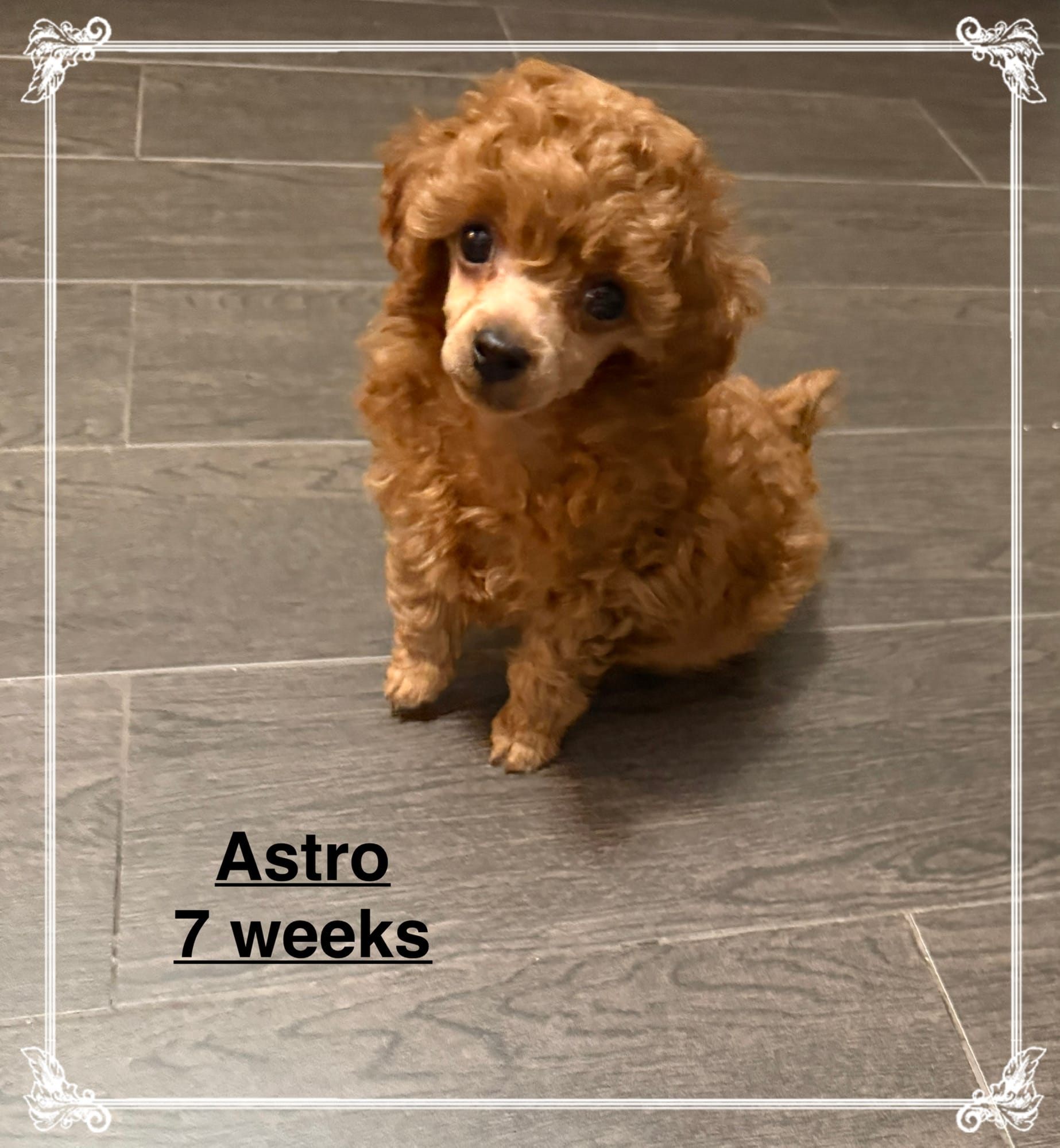 AKC Astro