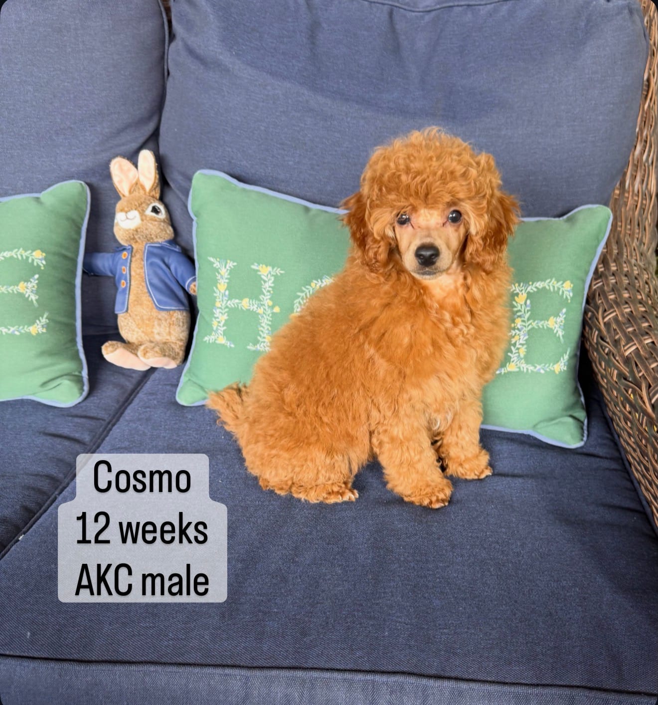 AKC Cosmos – Poodle - Toy  puppy for sale in Glendale, AZ