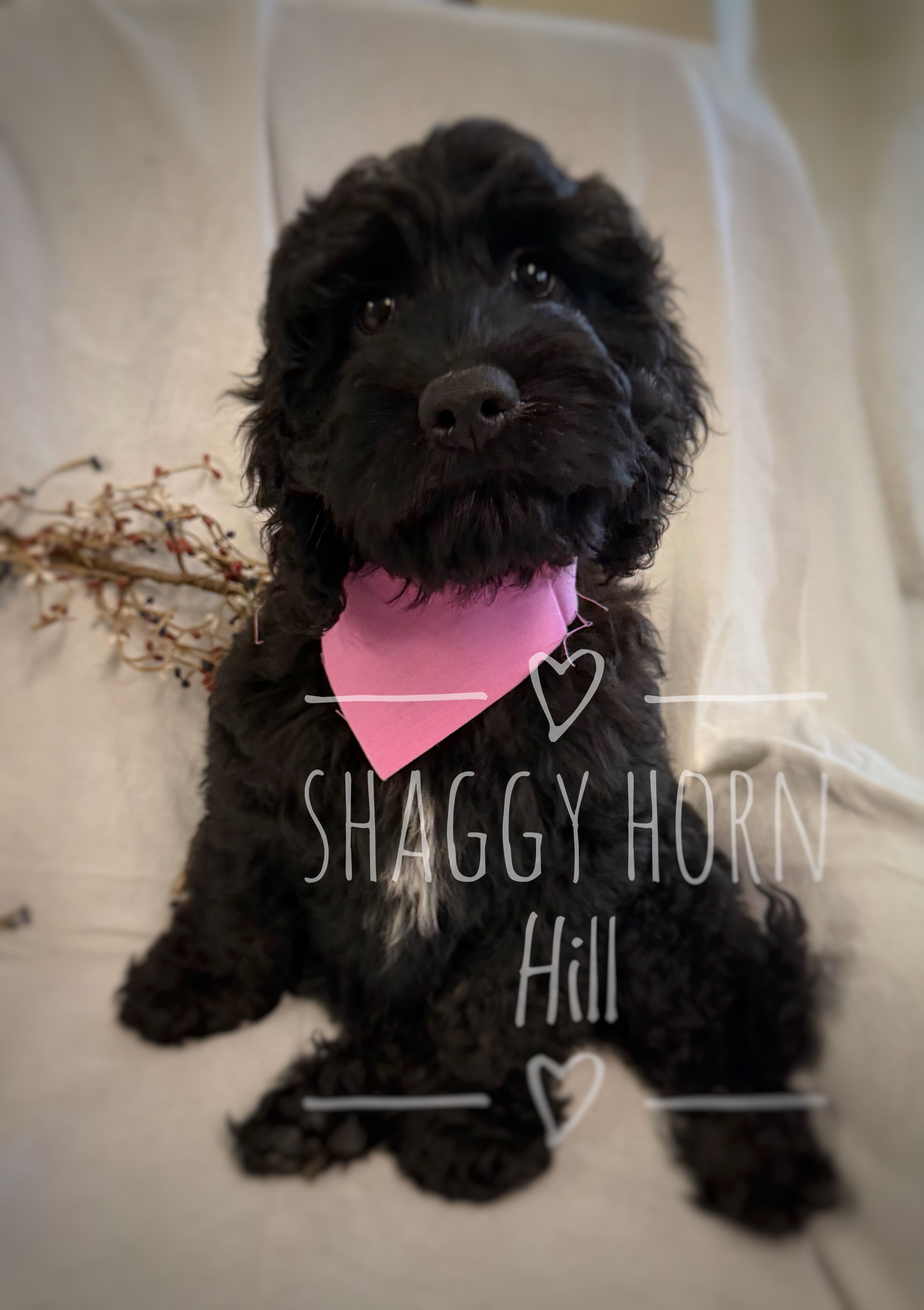 Pink – Cockapoo puppy for sale in Detroit Lakes, MN