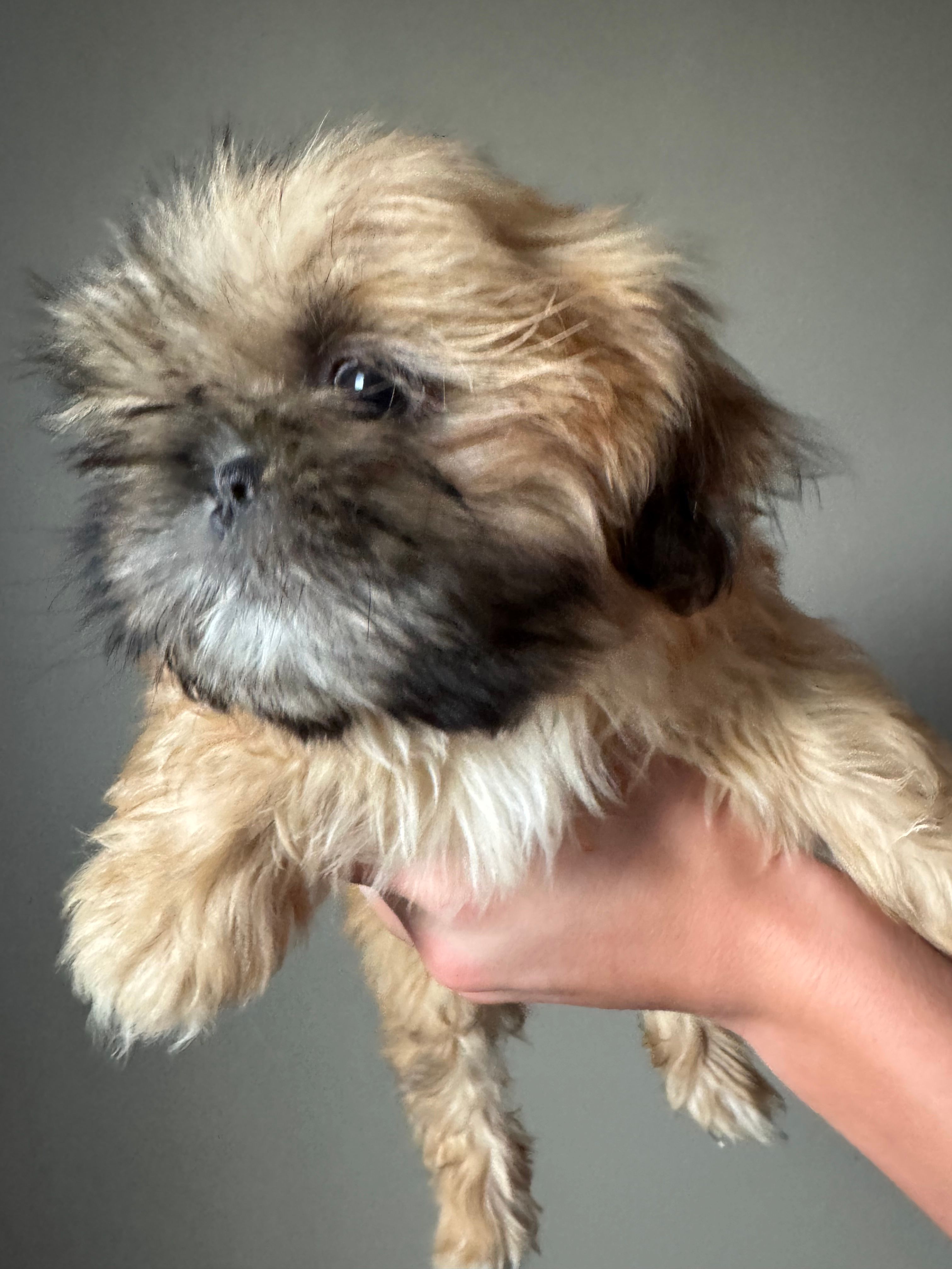 Red ((brown collar) – Shih Tzu puppy for sale in Coatsburg, IL
