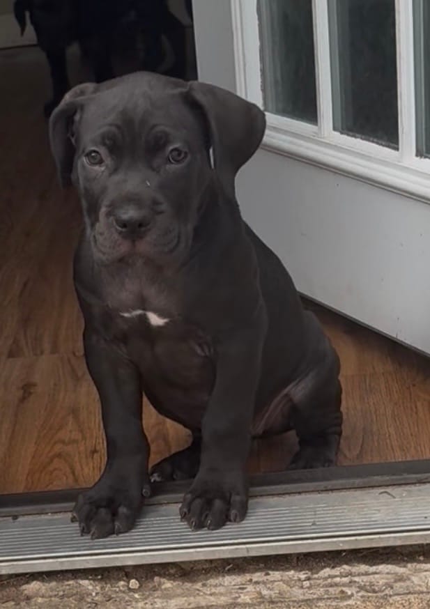 Lexi – Cane Corso puppy for sale in Dallas, TX