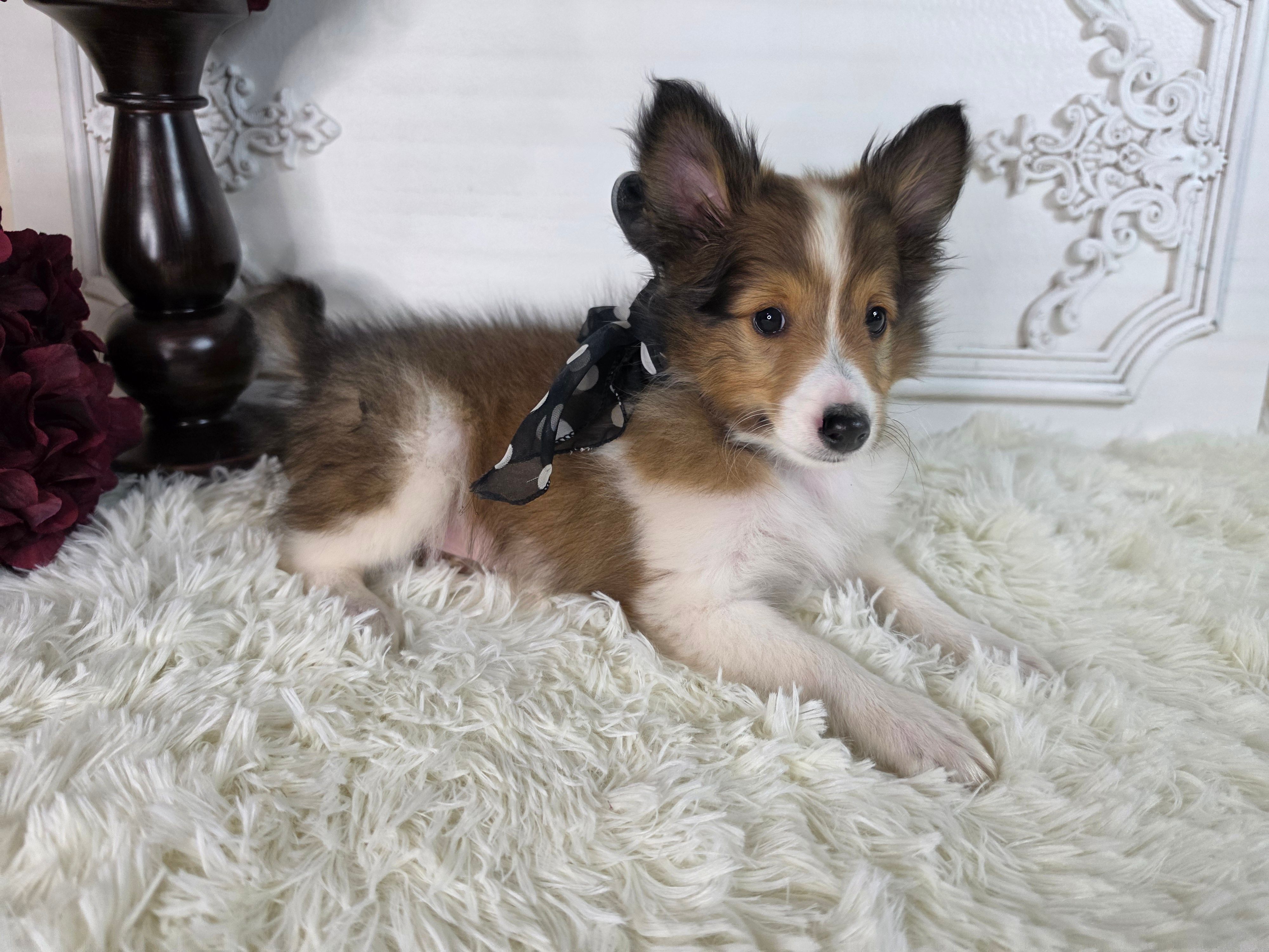 Maverick  – Shetland Sheepdog puppy for sale in Creighton, MO