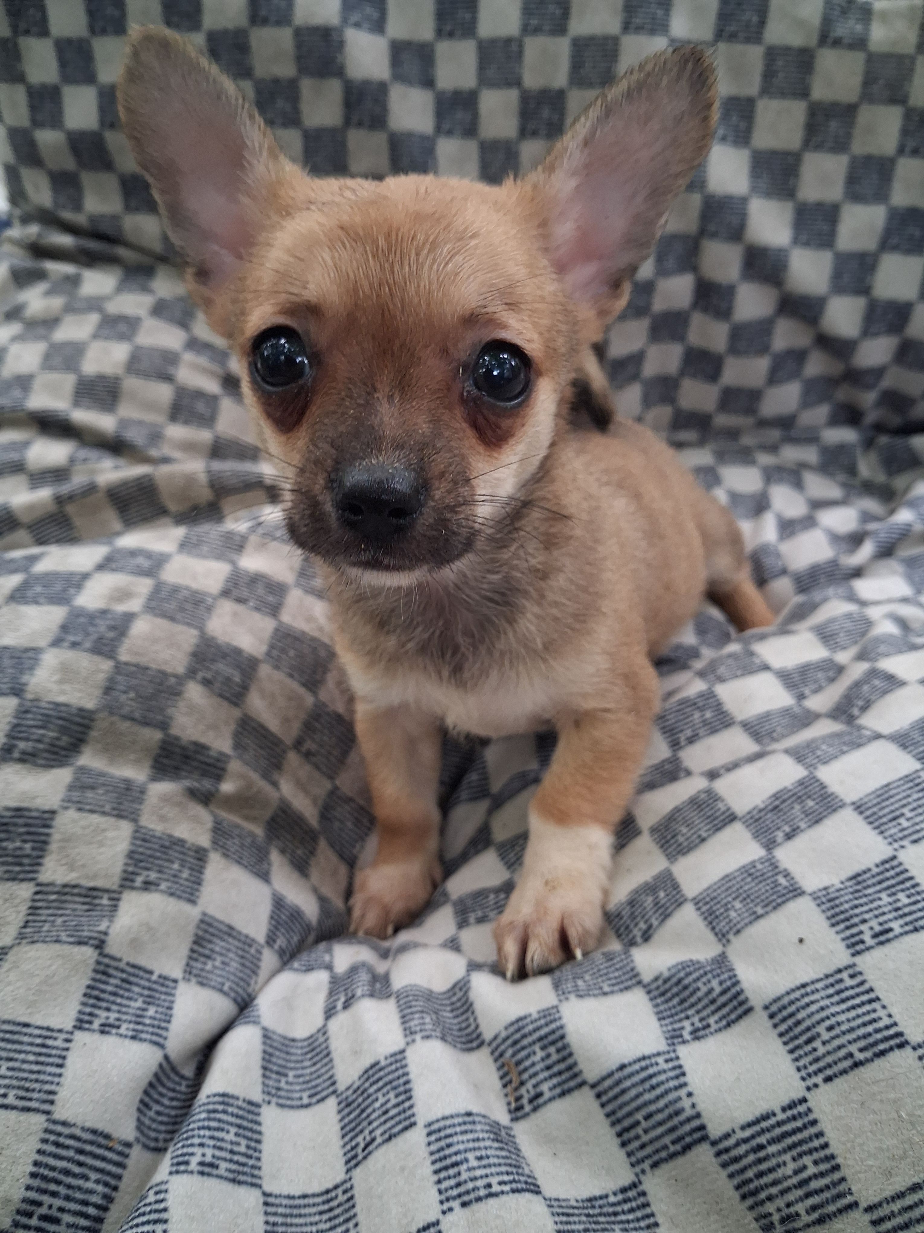 Sarge  – Chihuahua puppy for sale in Big Sandy, TX