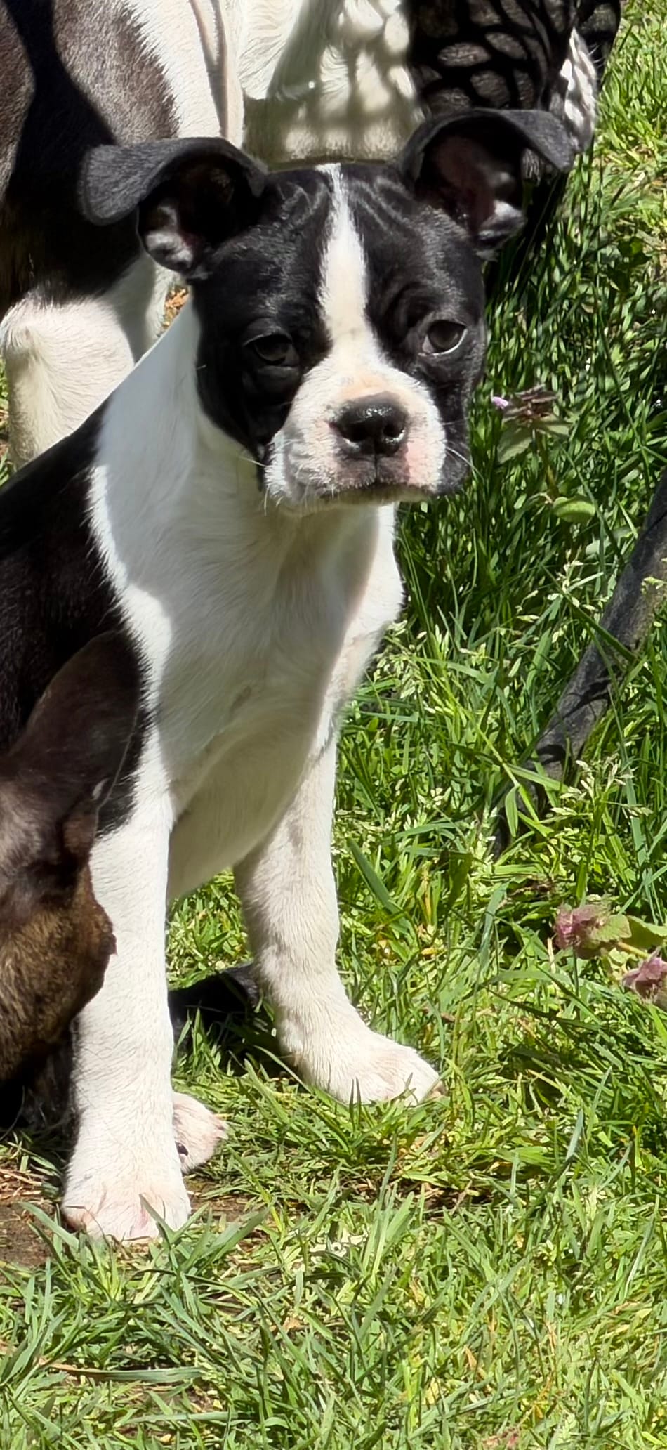 Rose – Boston Terrier puppy for sale in Redmond, WA