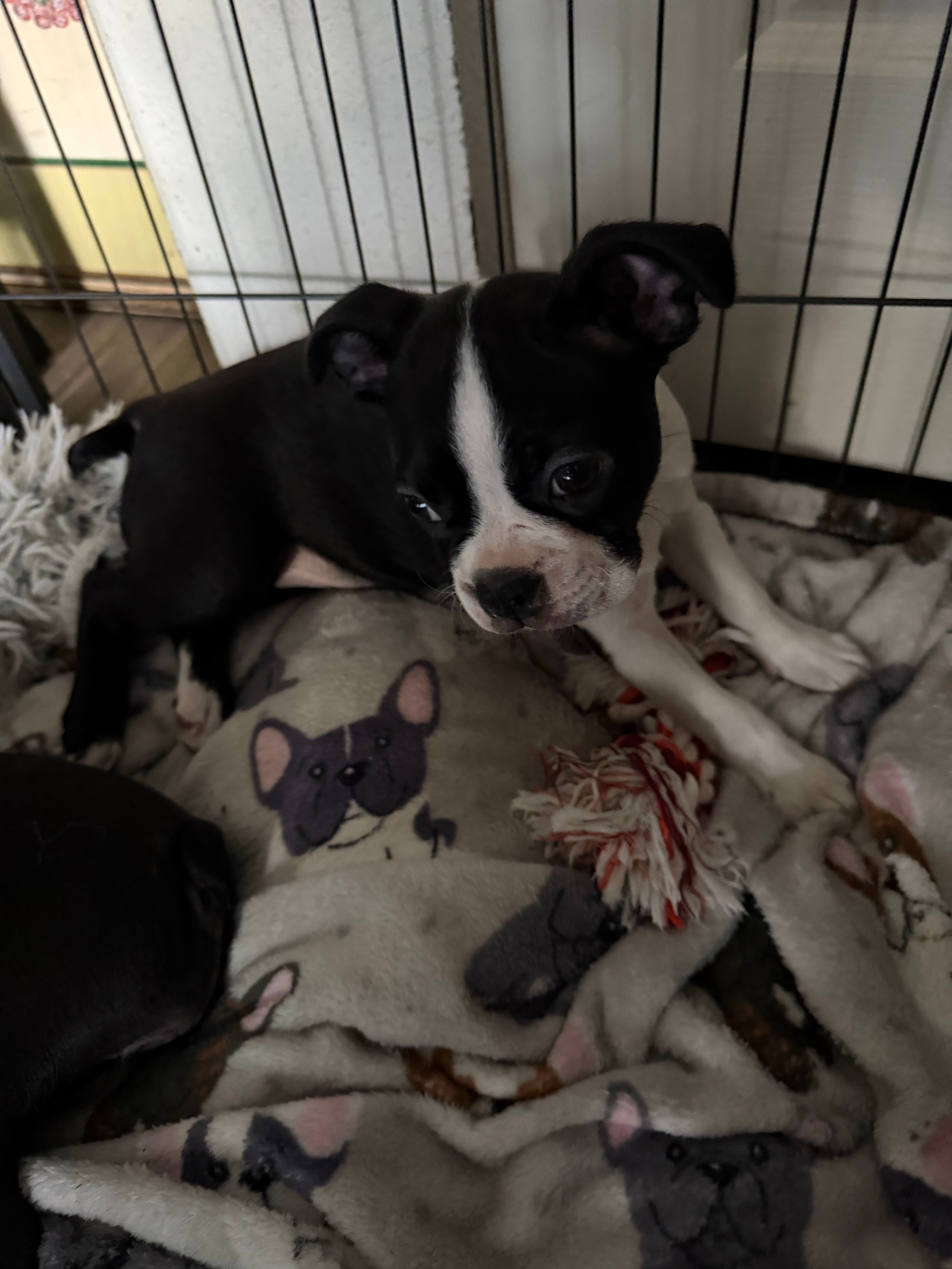 Rose – Boston Terrier puppy for sale in Redmond, WA