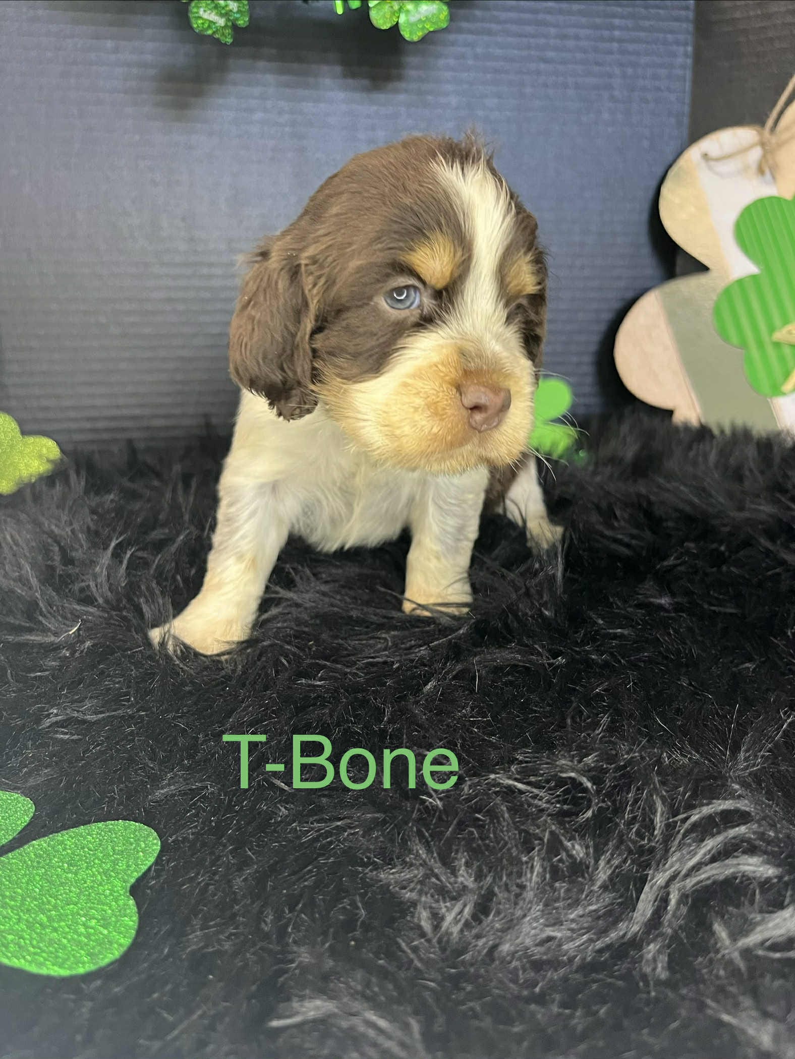 T-Bone – English Springer Spaniel puppy for sale in Manning, SC