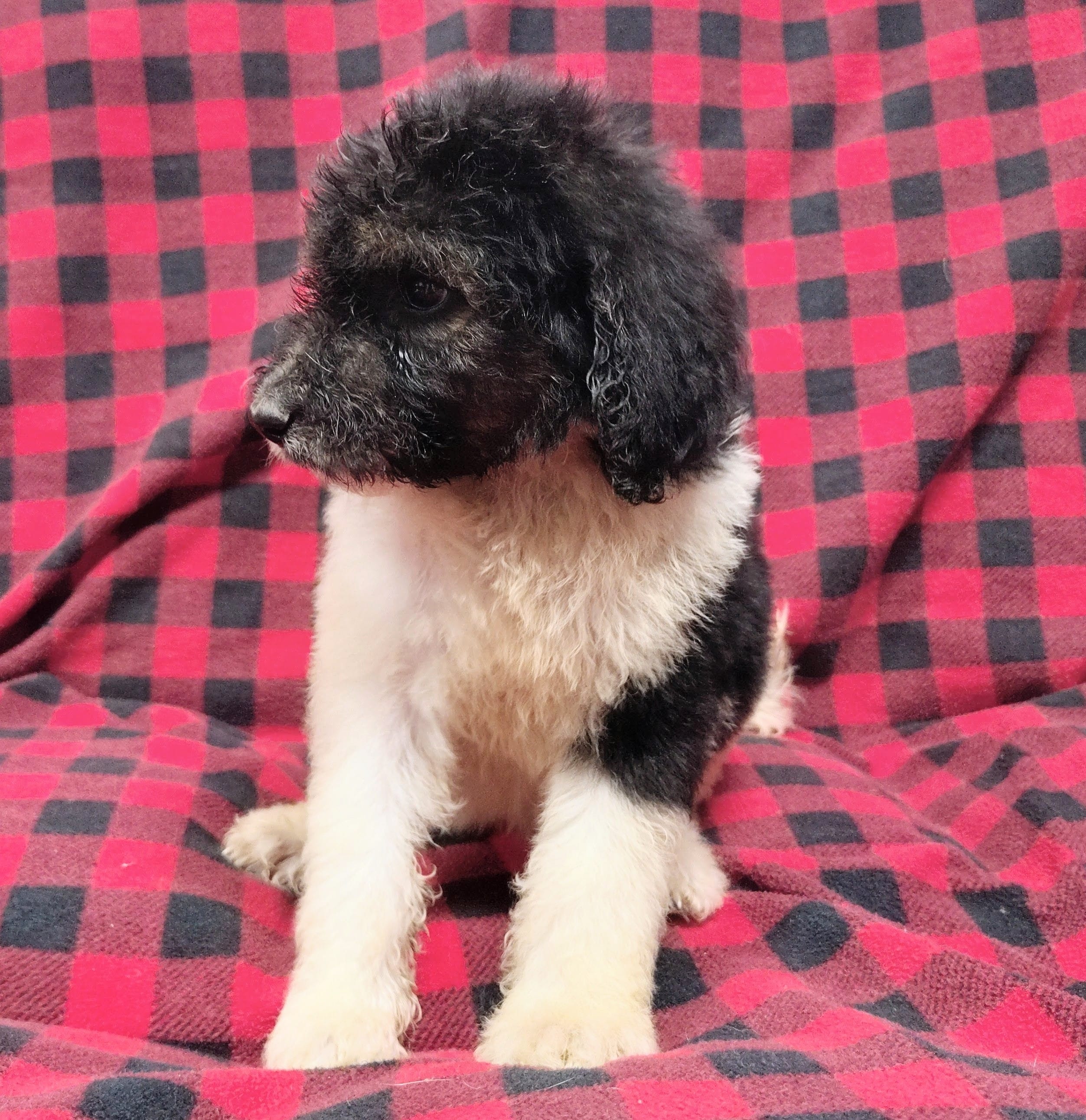 Kesha – Poodle - Multi-Colored Standard puppy for sale in Dover, OH