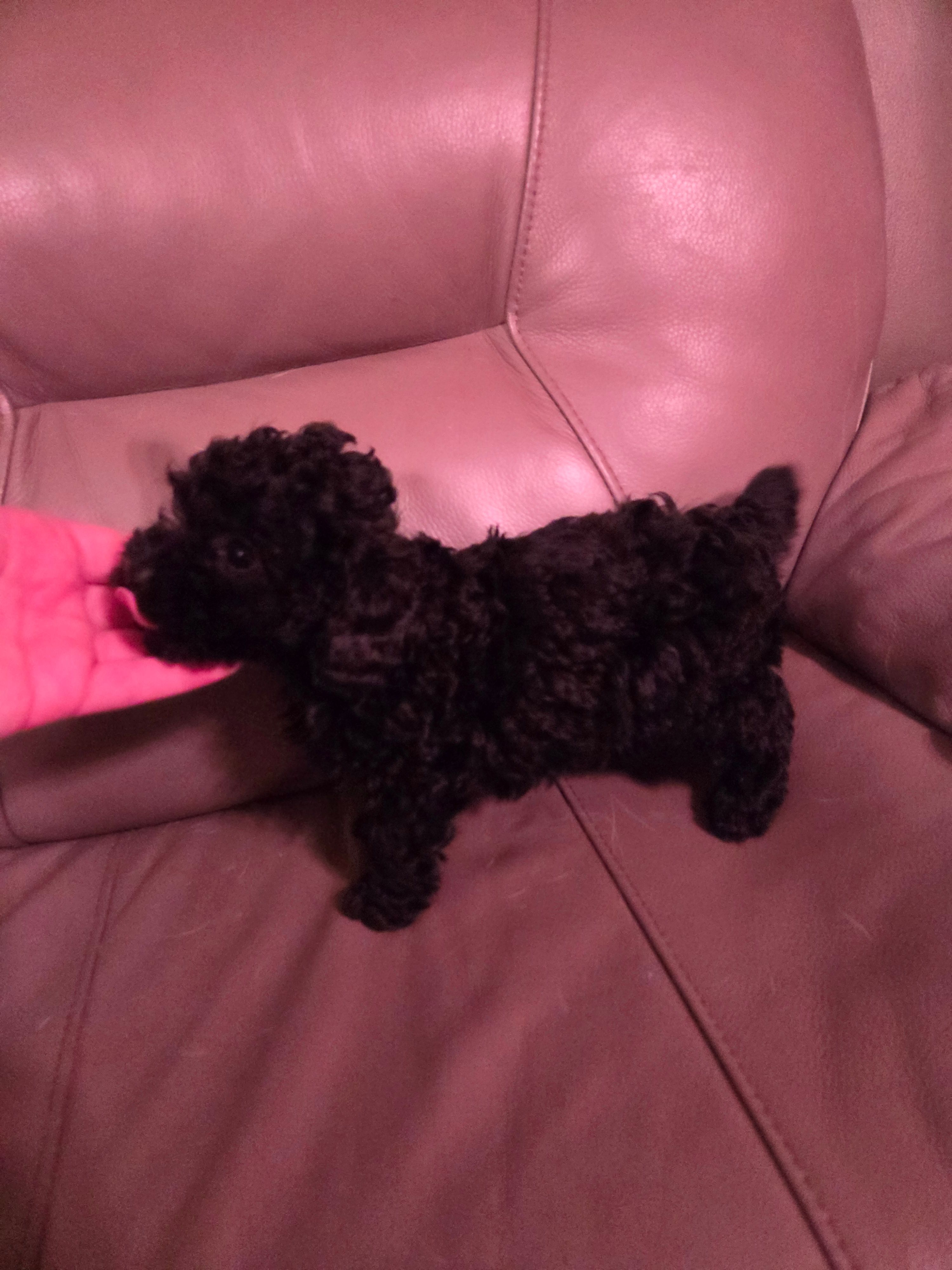 Black male toy poodle akc – Poodle - Toy  puppy for sale in Votaw, TX