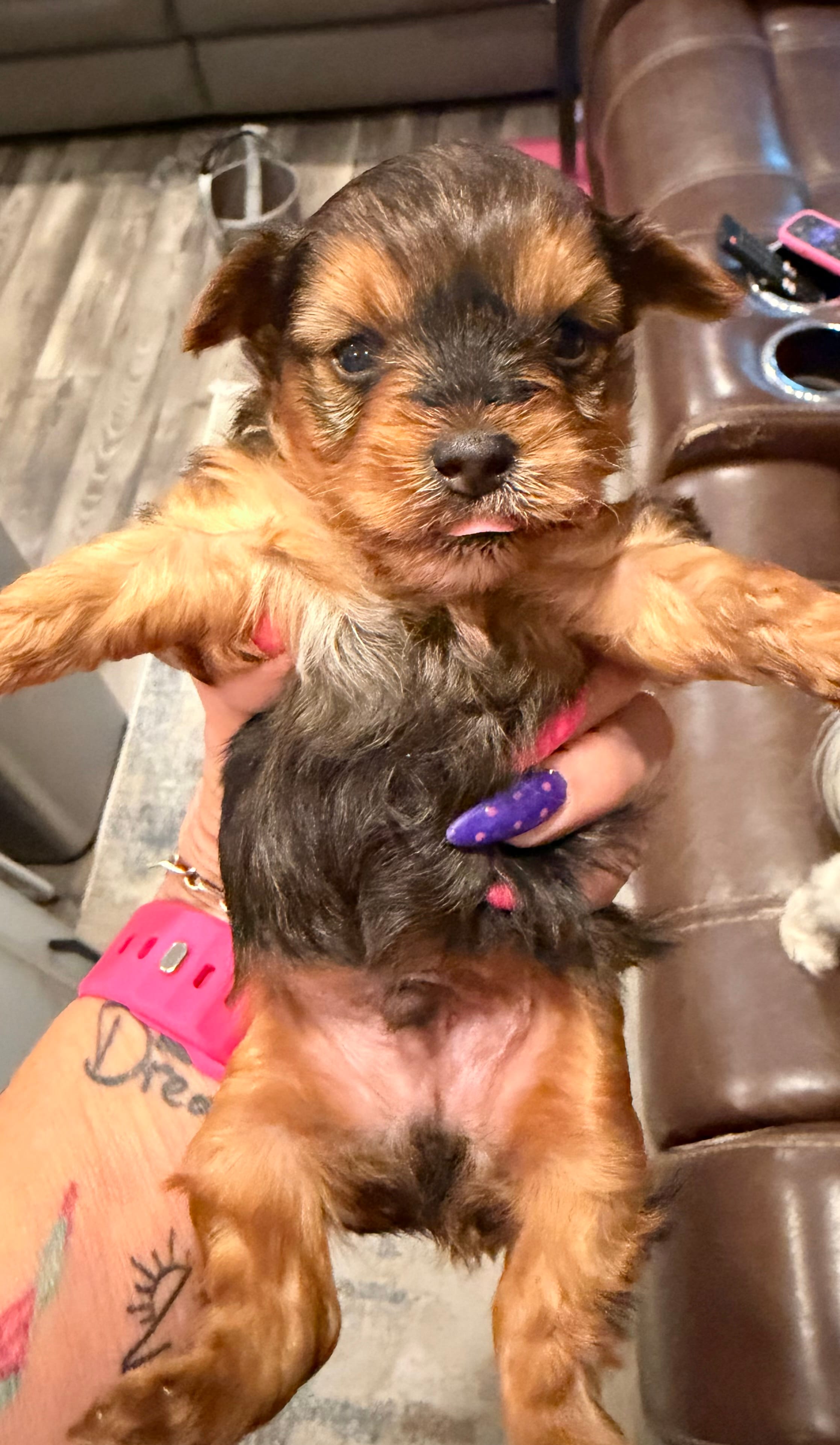 Baby Blue – Yorkshire Terrier puppy for sale in Williamsburg, VA