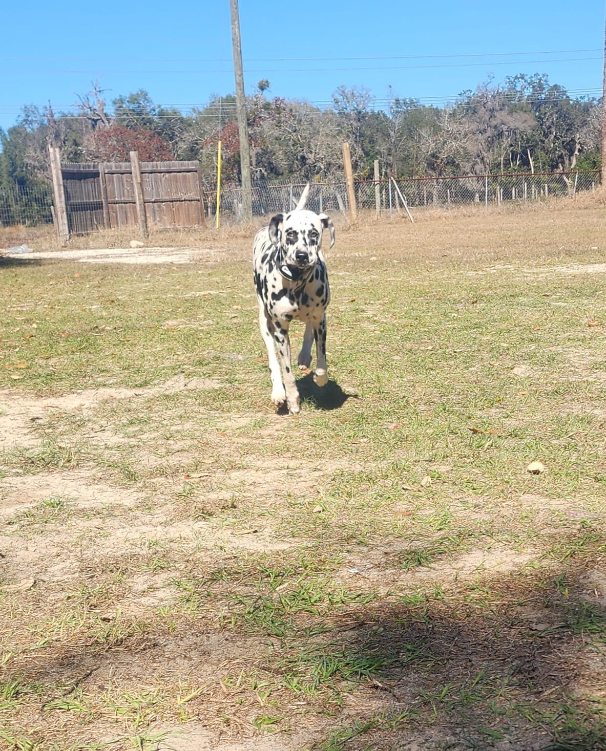 Girl  – Dalmatian puppy for sale in Citra, FL
