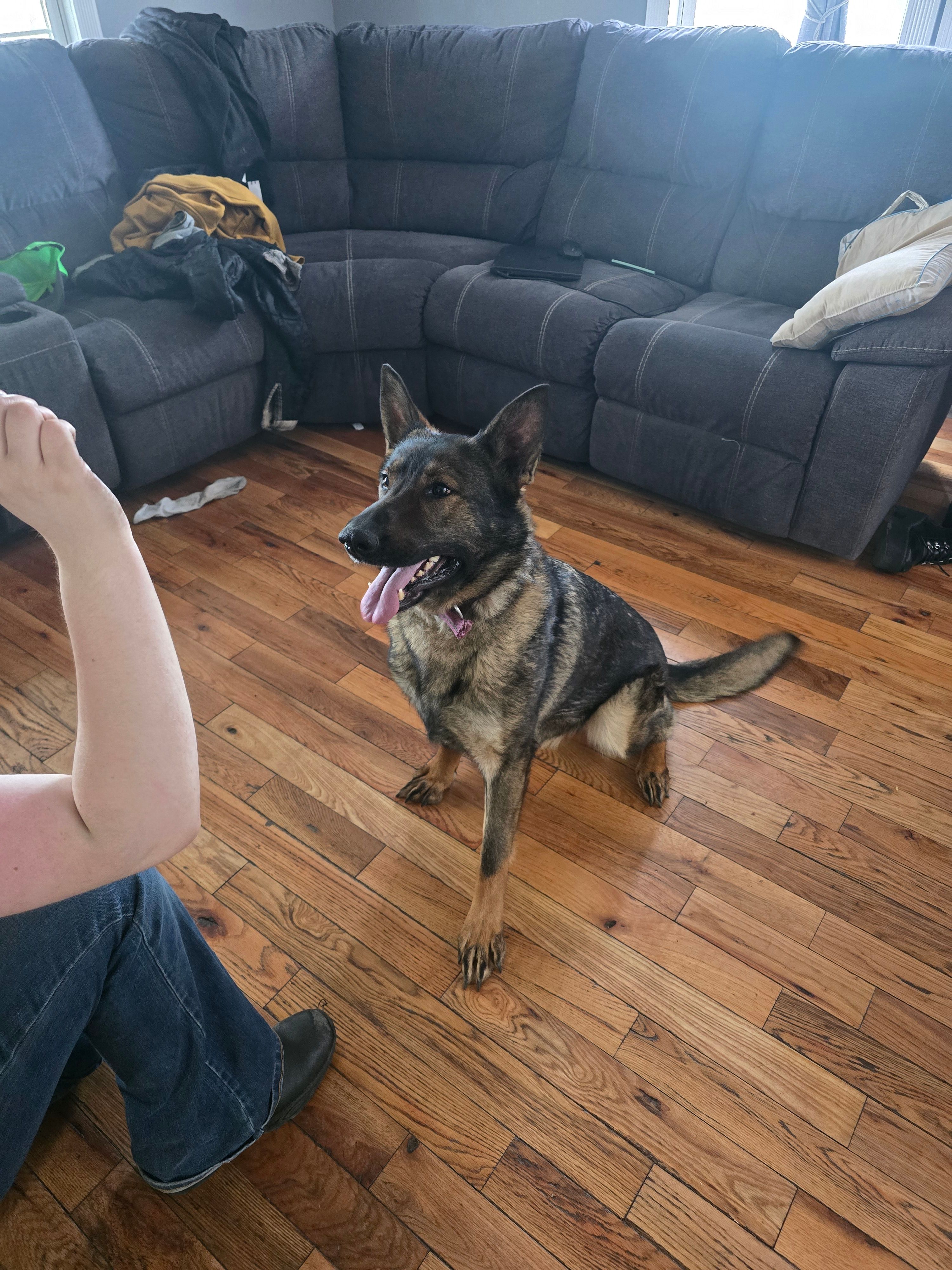 Princess  – German Shepherd Dog puppy for sale in Albia, IA