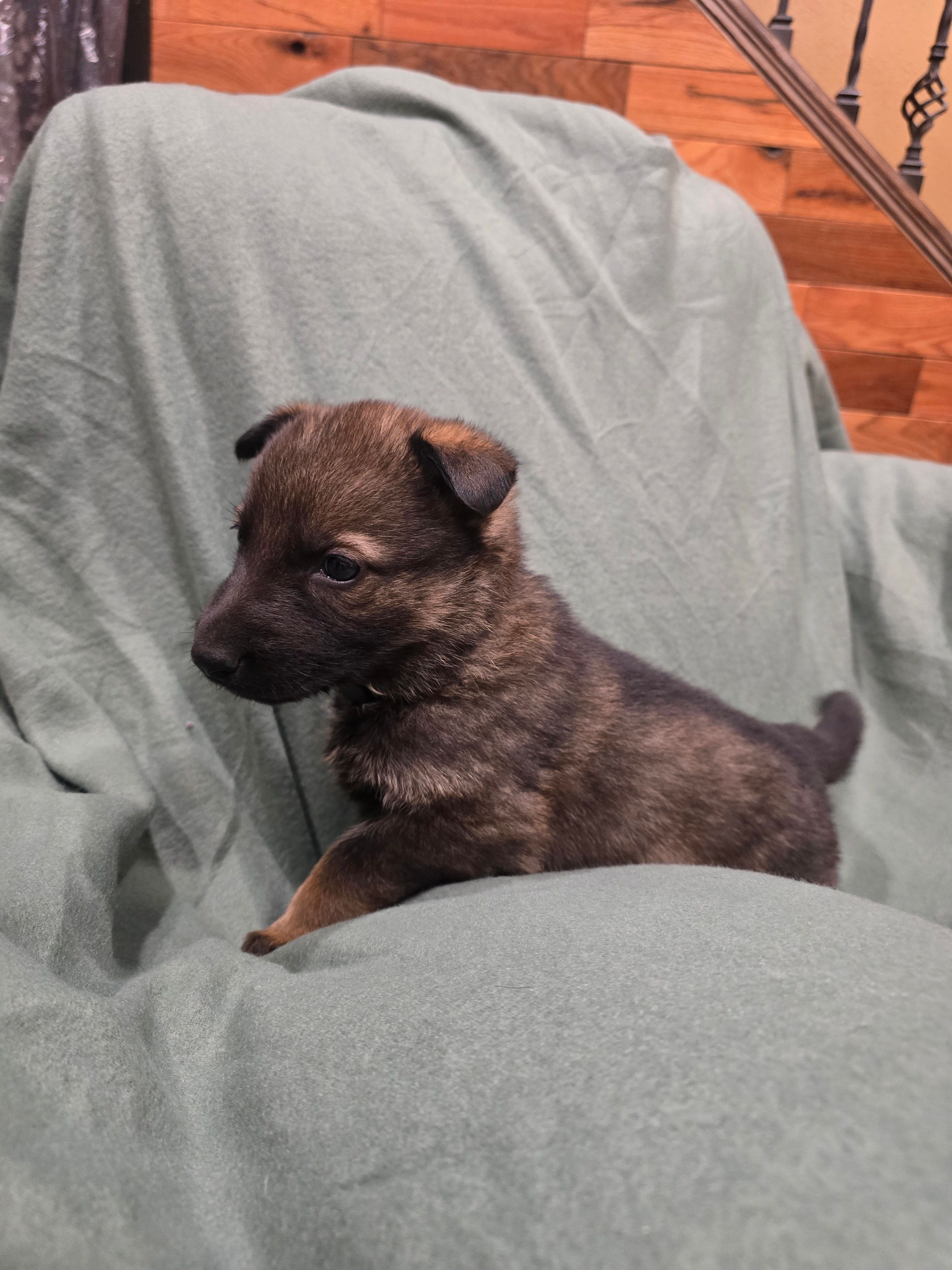 Mystic (teal) – German Shepherd Dog puppy for sale in Albia, IA