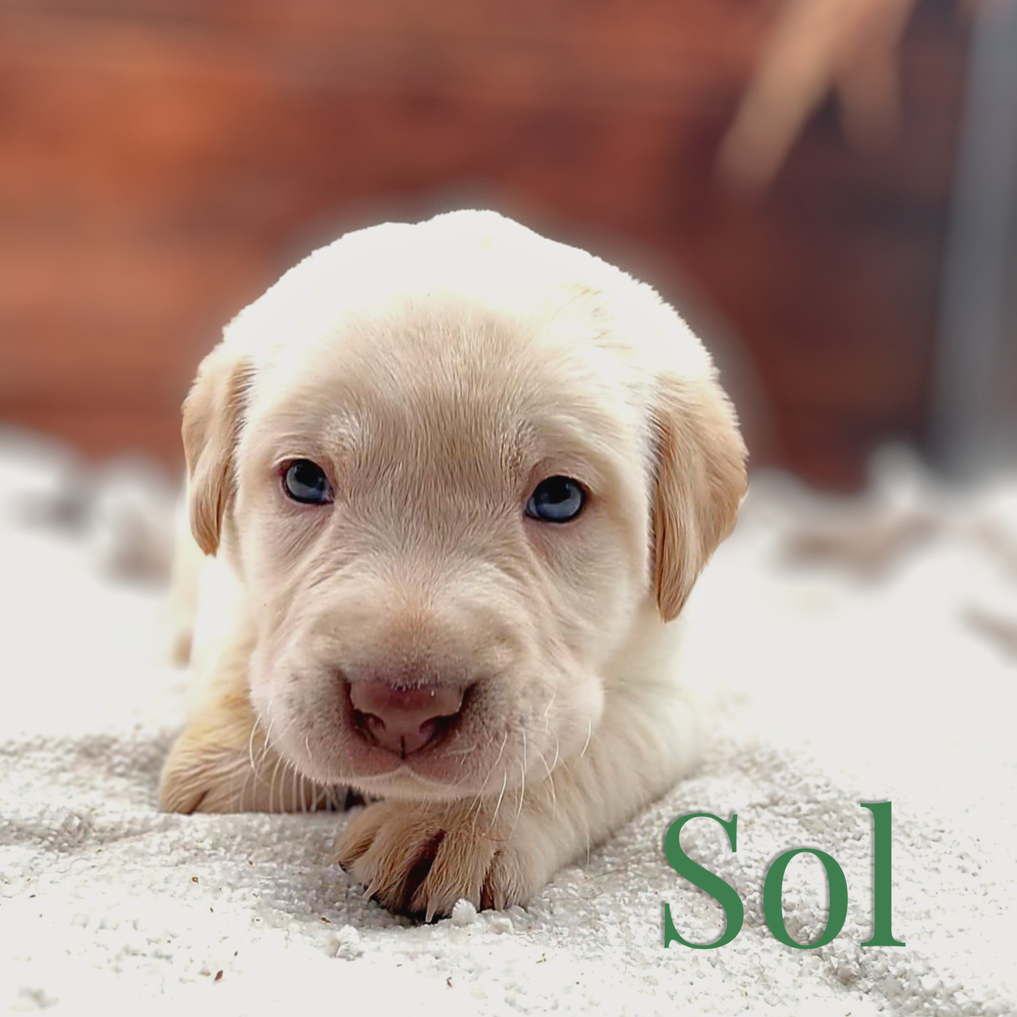 Sol – Labrador Retriever puppy for sale in Jetersville, VA