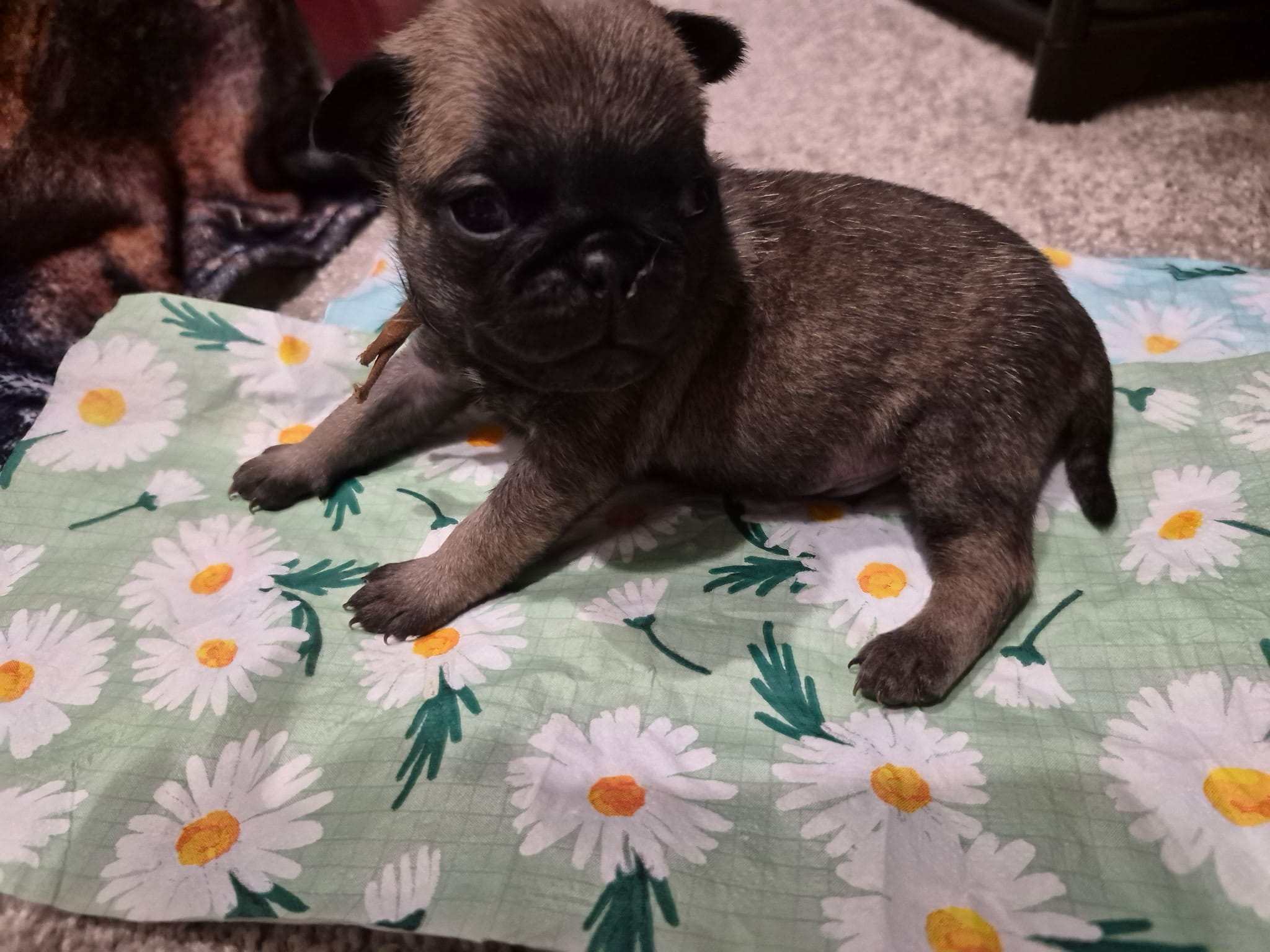 Trouble 6 – Pug puppy for sale in Haines City, FL