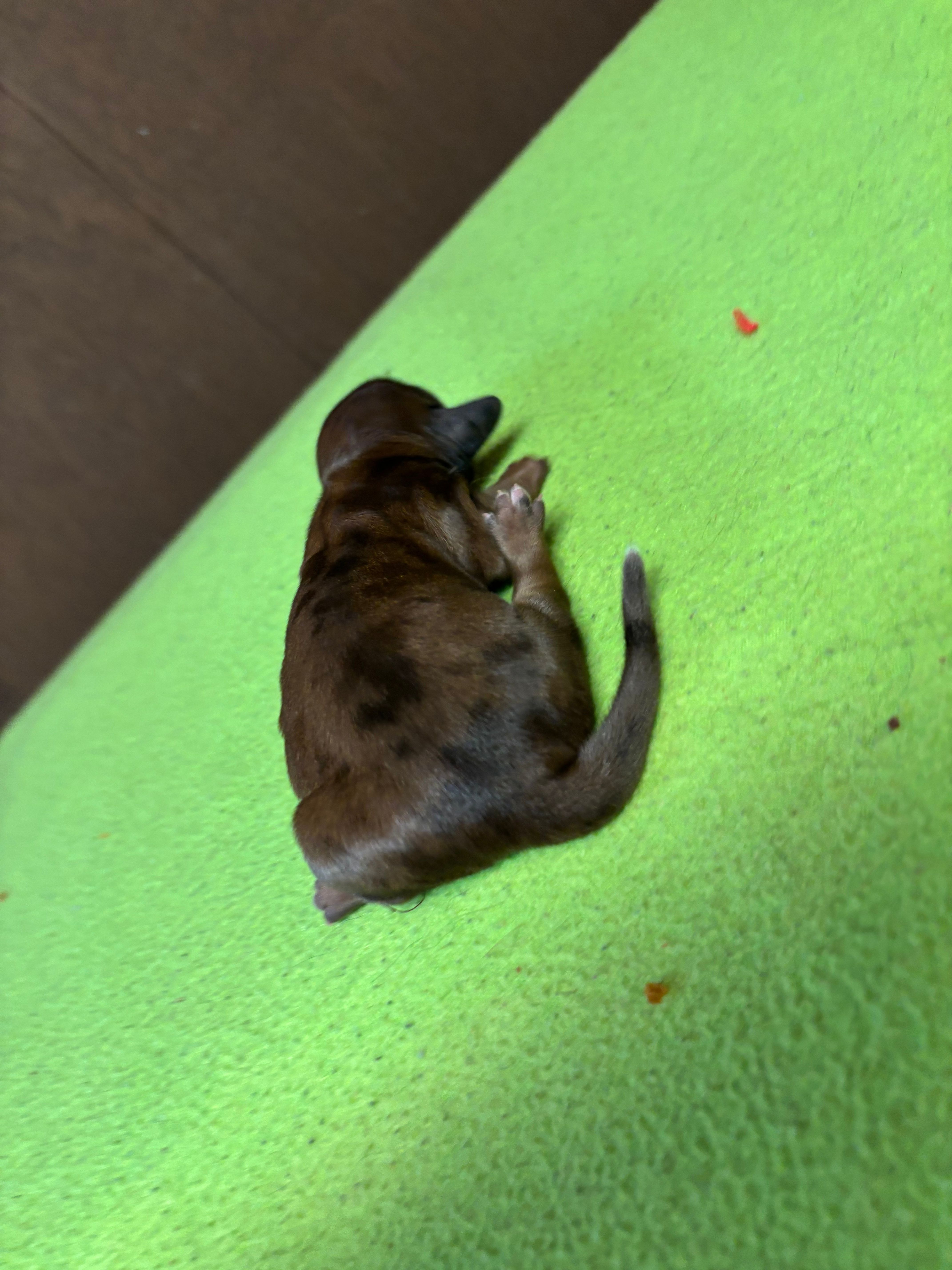 Francis AKC – Miniature Dachshund puppy for sale in Melrose, MN