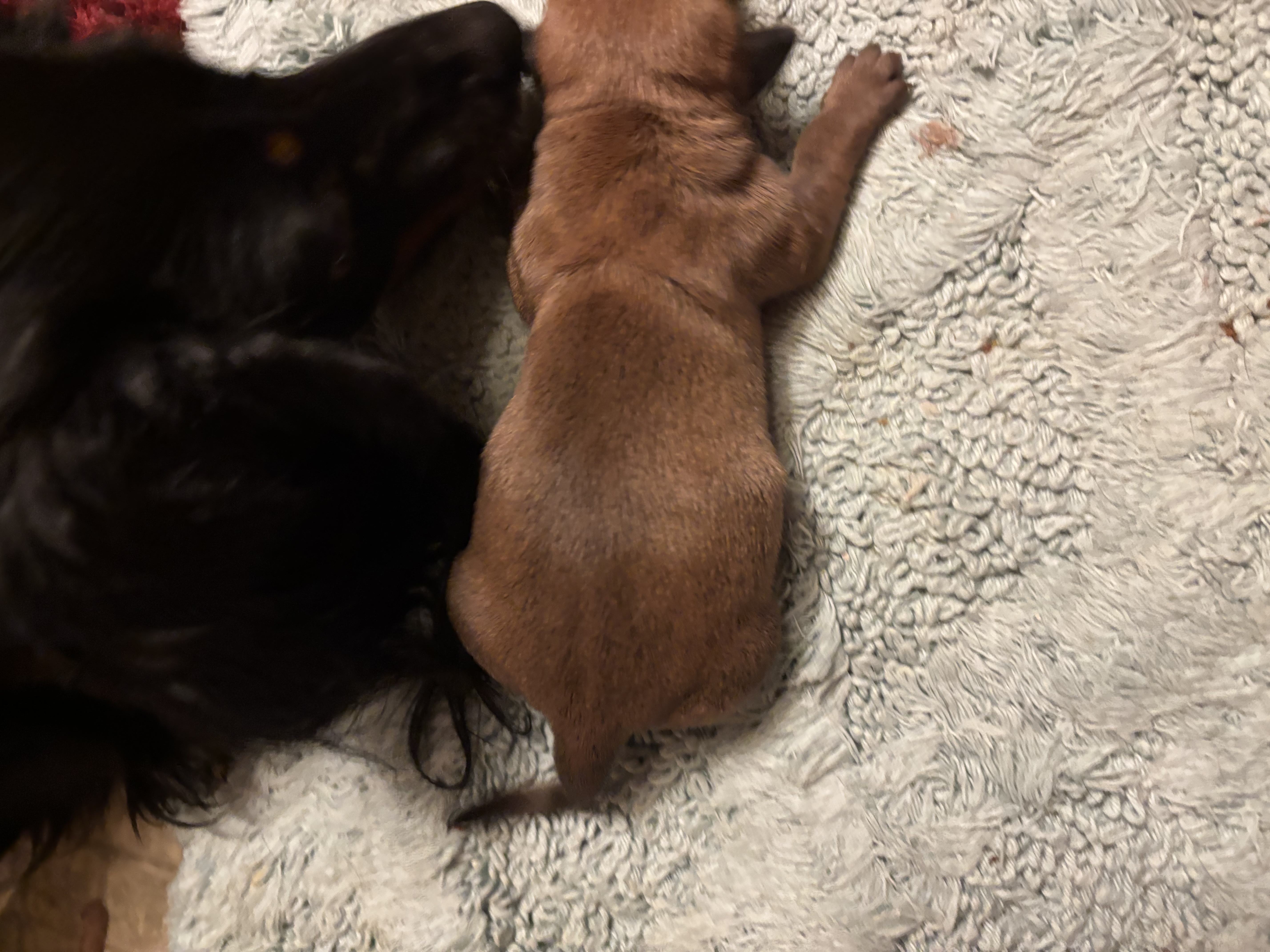 Faith AKC – Miniature Dachshund puppy for sale in Melrose, MN